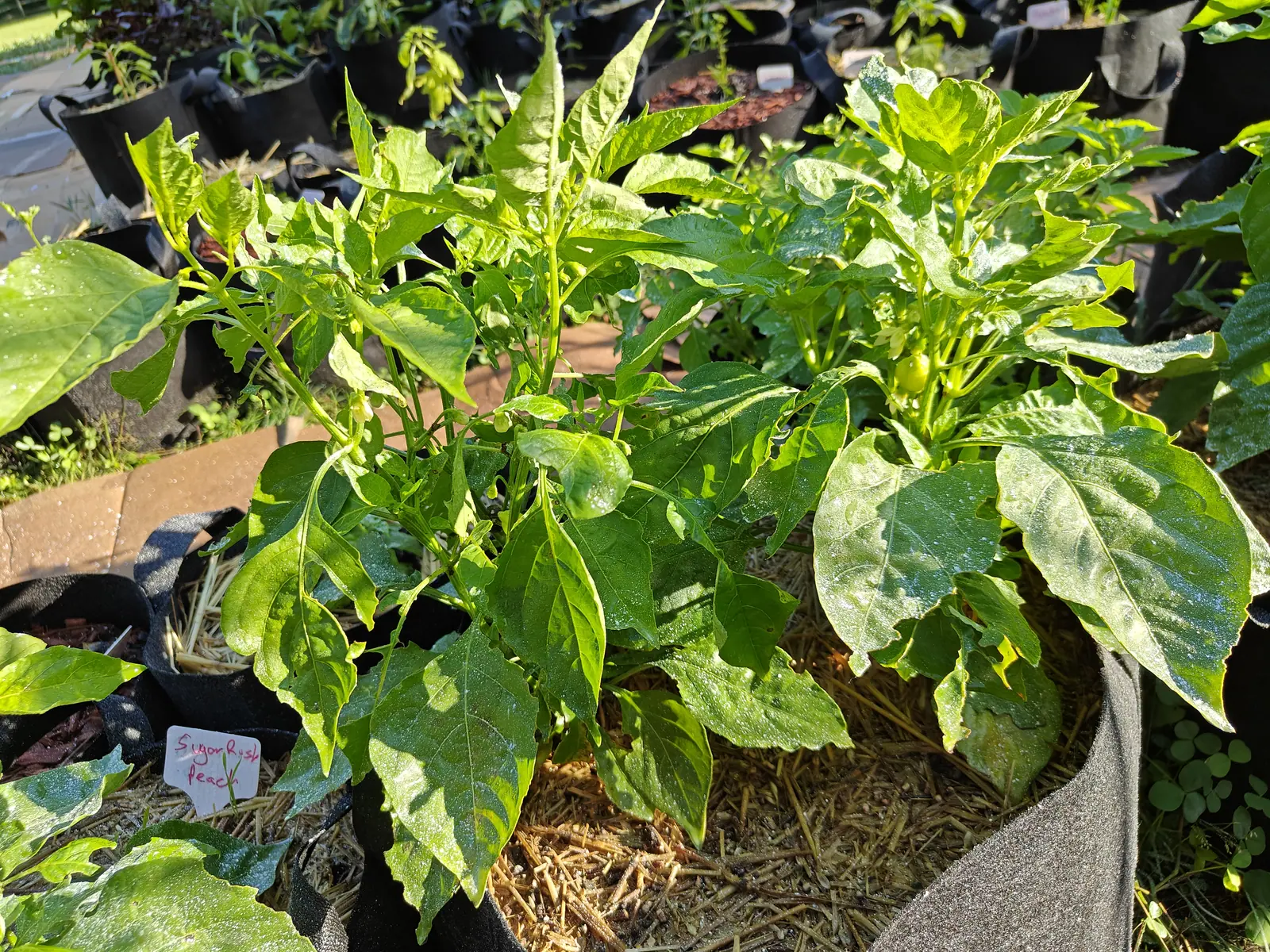 A Sugar Rush Peach pepper on 9 July with flowers and first fruit on it at once — cream-white petals curled right back on downcurved stalks, three small green fruits just set behind them — and every leaf beaded until the whole plant glitters in low sun.
