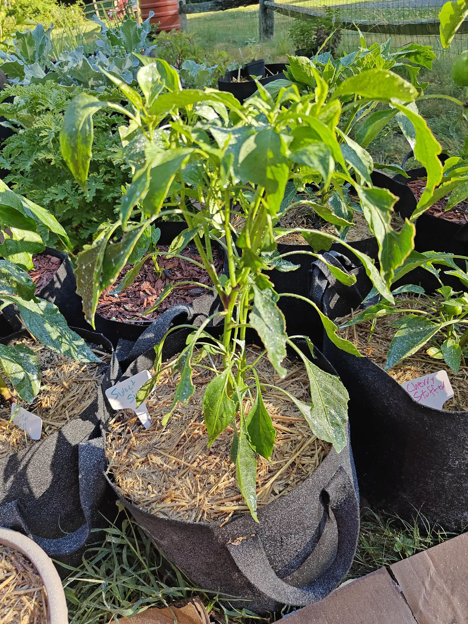 A Sweet Sivri pepper on 9 July, nothing set on it yet beyond a possible knot of buds, its long blades on smooth stems with swollen jointed nodes and one node stained purple-brown — while the plant crowded against it already carries squat green fruit.