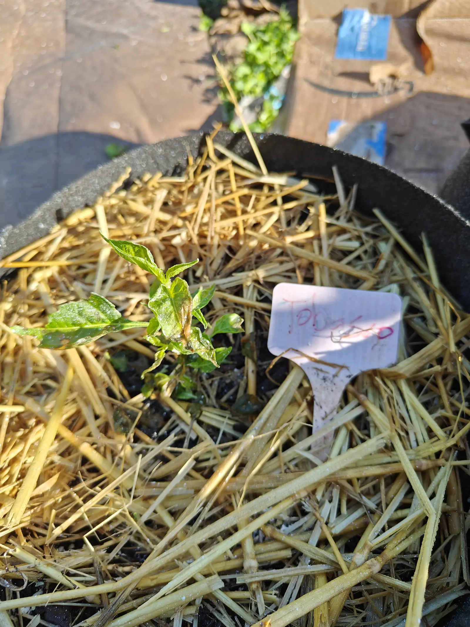 A small struggling seedling on 9 July, one leaf collapsed brown the whole length of its midrib, two more shriveled and folded shut and the crown leaves cupped in on themselves — a single tiny green bud still sitting to one side, dew standing on all of it.