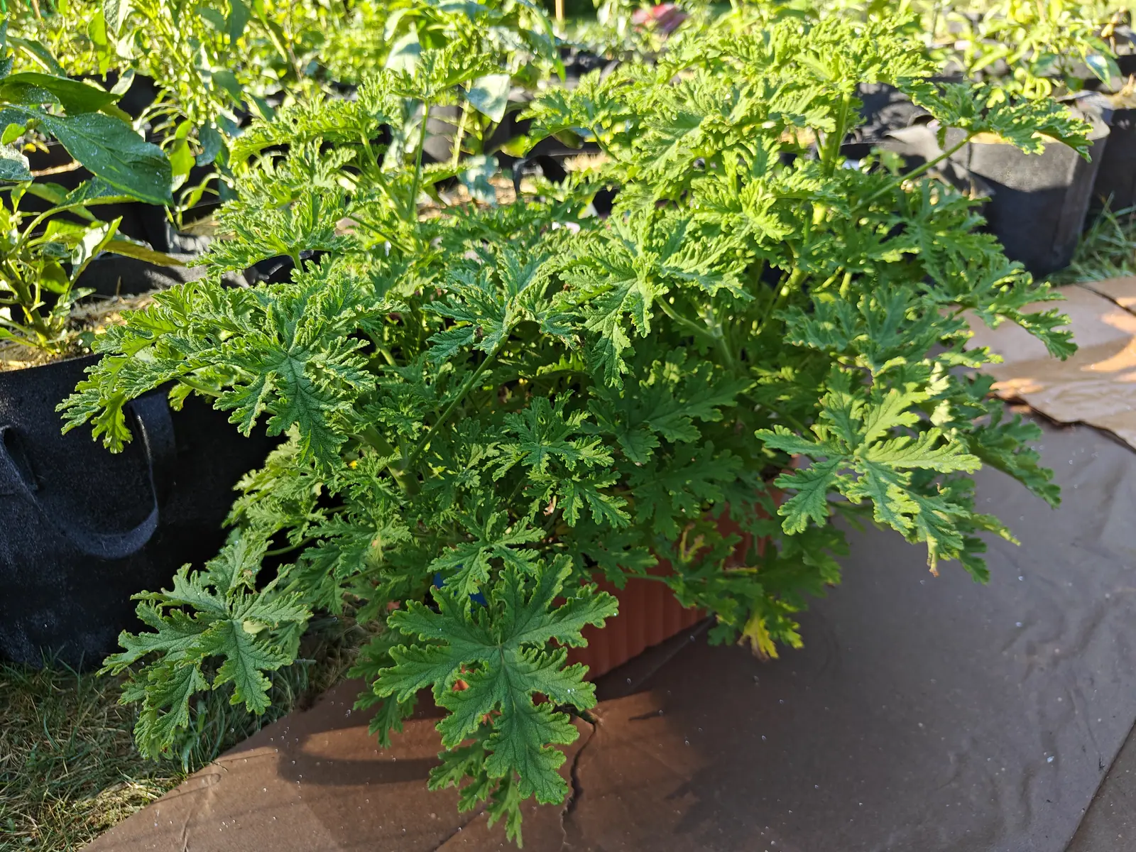 A citronella geranium on 9 July, mounded so far over its own pot that only a rib of the rim still shows — every leaf cut palmately and then cut again into narrow toothed segments, the blades pebbled and finely haired, dew held along all their edges.