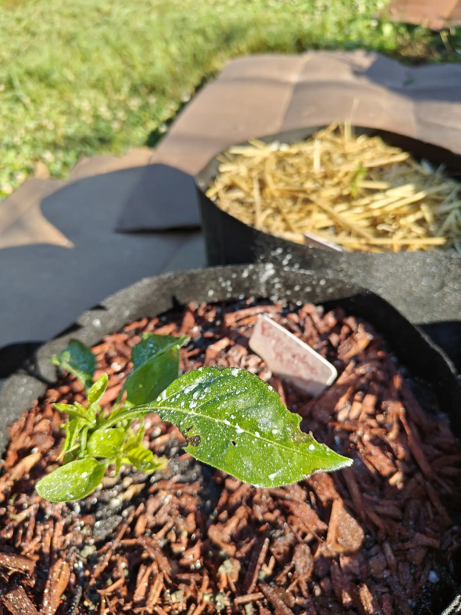 A seedling of six leaves held nearly flat on 9 July, one tiny dark insect settled on the largest blade beside a clean notched bite and two small holes — at the crown a pale green knot ringed with sepals, too soft to call bud or fruit, everything glittering.