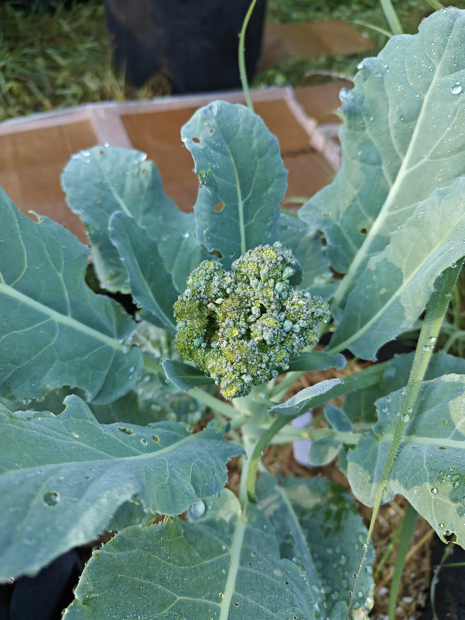 Green Magic broccoli on 9 July, every bud in the dome holding its own bead of dew until the whole head reads silver — blue-green around the rim and warming to yellow-green through the sunlit middle, a few buds already loosening apart, in soft even light.