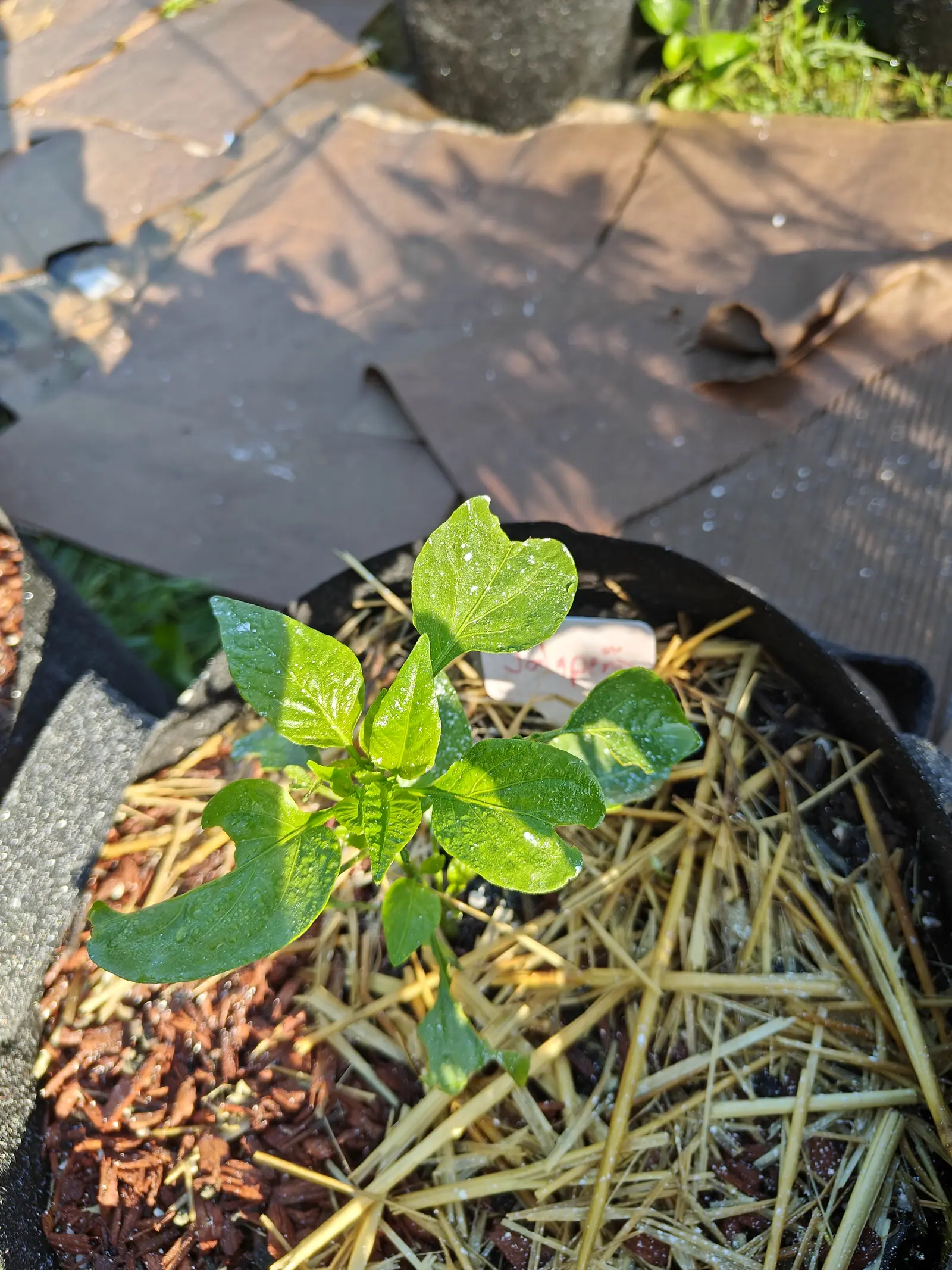 A small plant on 9 July with a knot of crumpled new leaves still folded shut in its crown and two of its largest blades bitten out in big clean crescents from the margin — one pale bud low down, too soft to read as a flower, everything beaded in early sun.