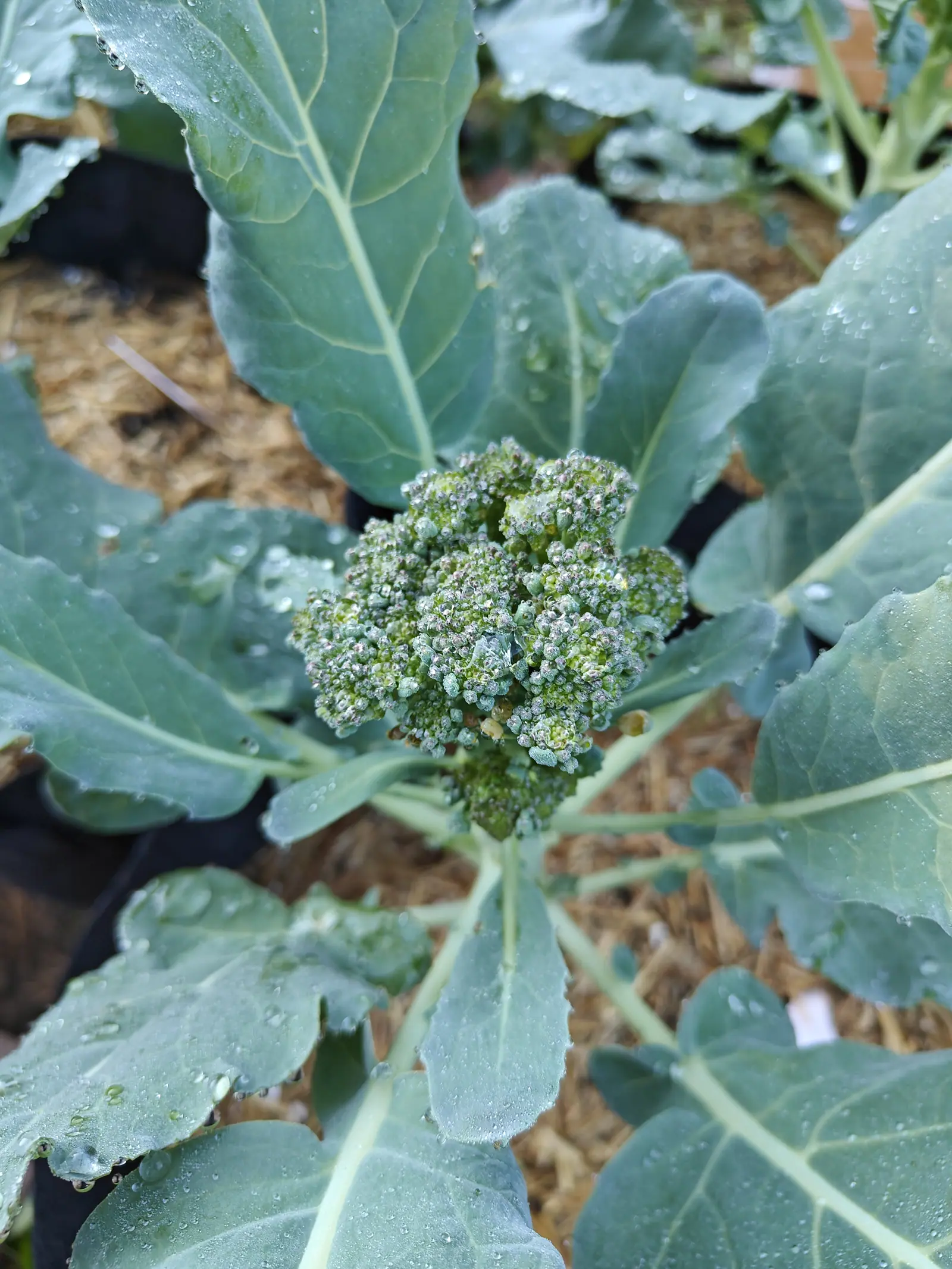Green Magic broccoli on 9 July in pre-sun light with no shadow anywhere in it, one small cluster of buds low on the head already yellowed while the rest holds its gray bloom — the droplets not standing on the leaves but hanging in a row off their edges.