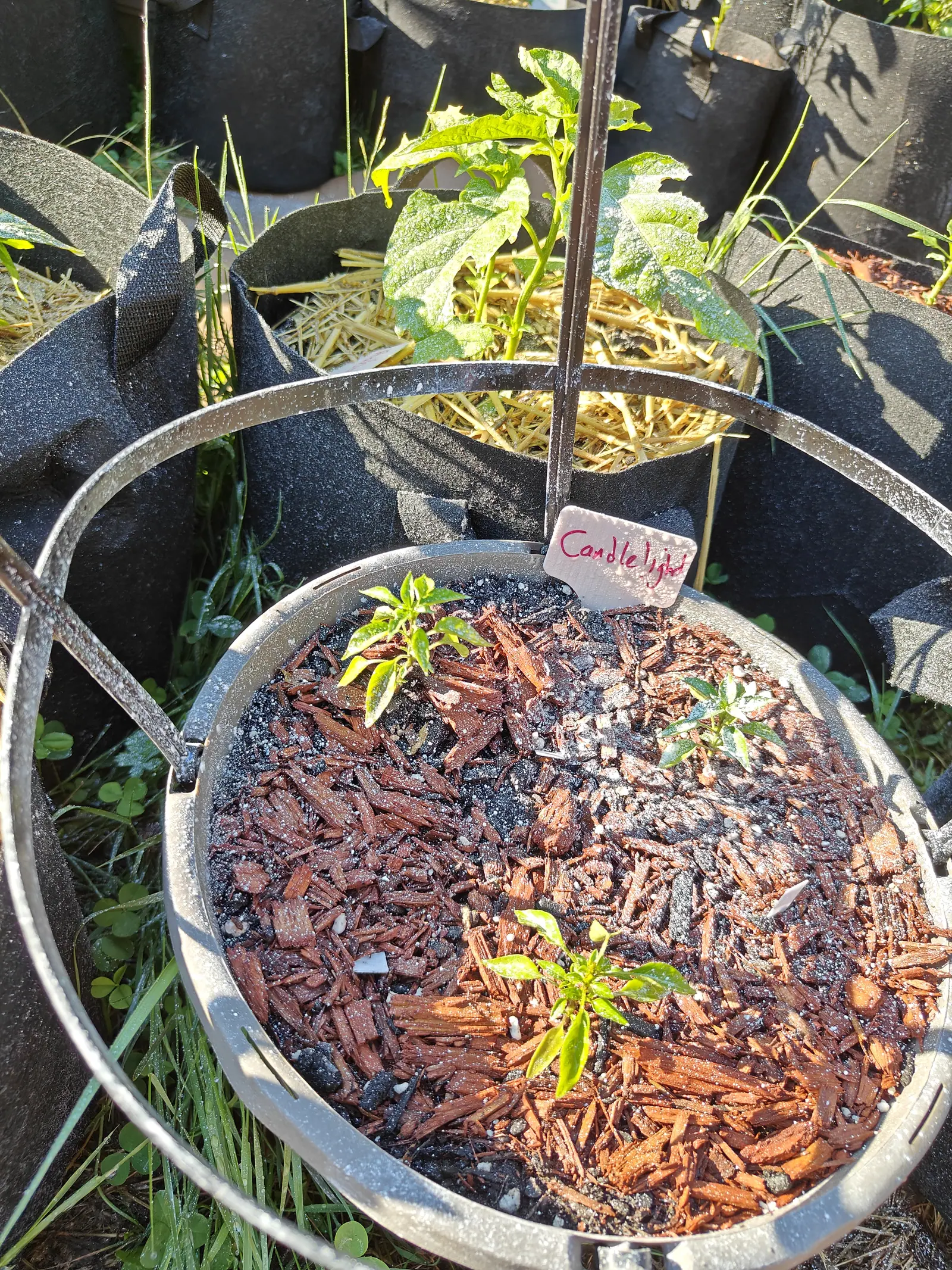 Three seedlings on 9 July spaced around one bag, each a small rosette with a tight knot of new growth still shut at the crown — every leaf green down the middle and edged irregularly cream to yellow, and one or two of them gone almost wholly pale.
