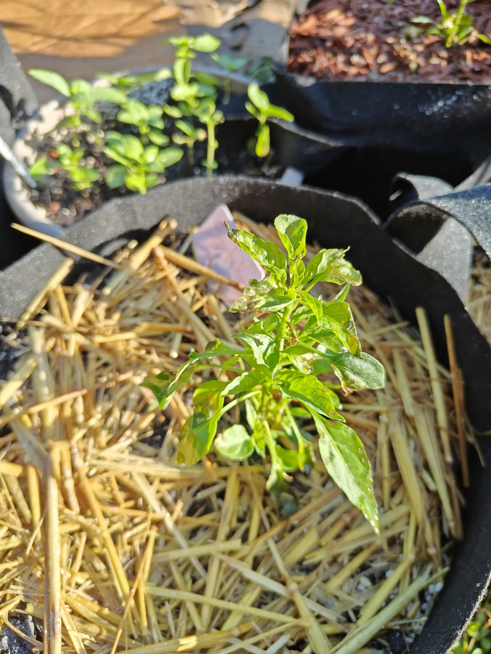 On 9 July a sparse plant curled in on itself, leaf after leaf cupped inward with brown scorched tips and one blade bleached pale across the middle — and in the crown a short dried brown stub where the growing point gave up, dew along every edge.