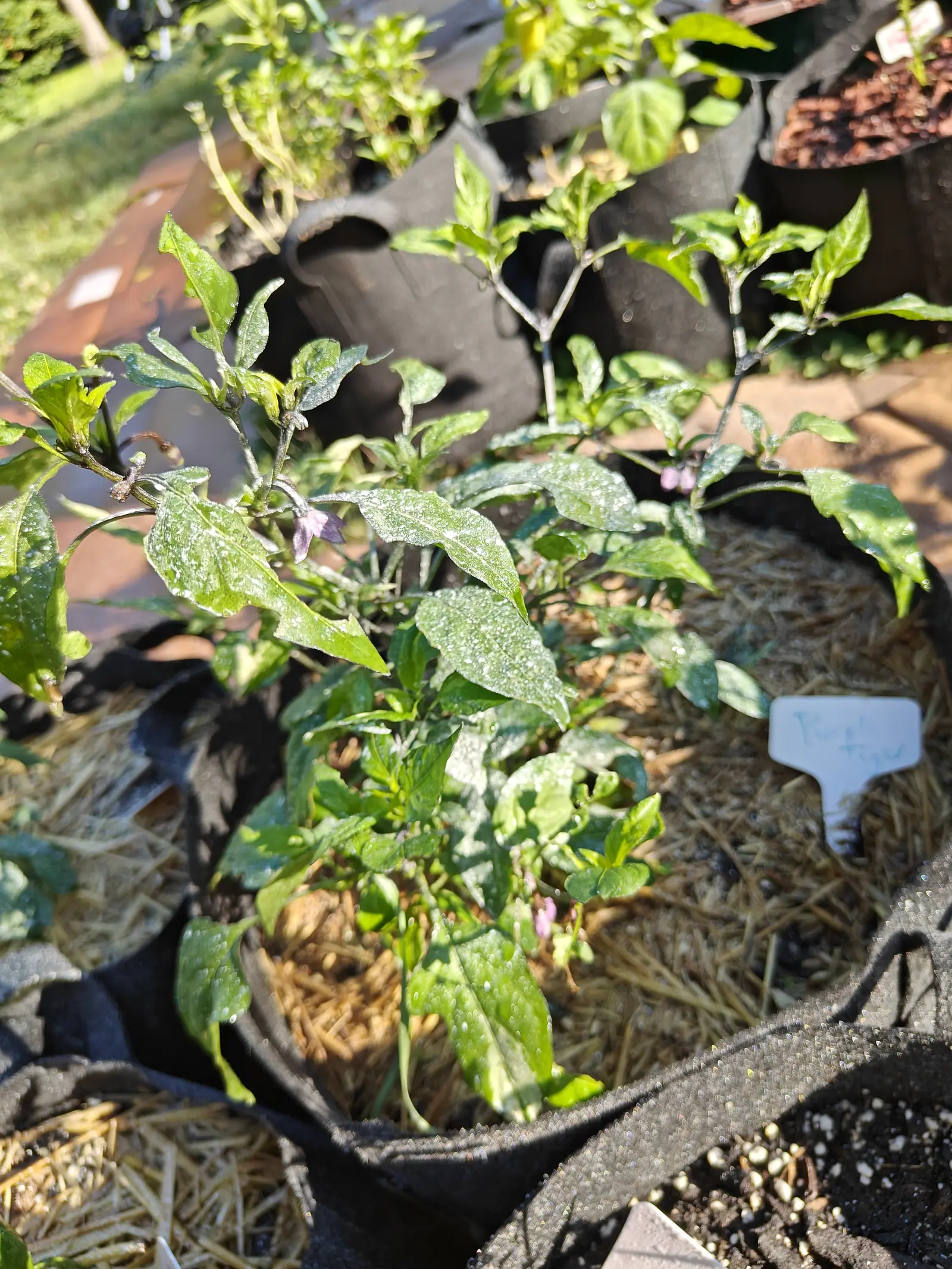 A Purple Tiger pepper on 9 July, three or four flowers open and a dusty lavender instead of the usual cream — the whole plant silvered under kaolin heavy enough to read as variegation, its splash marks still following where the droplets ran and pooled.