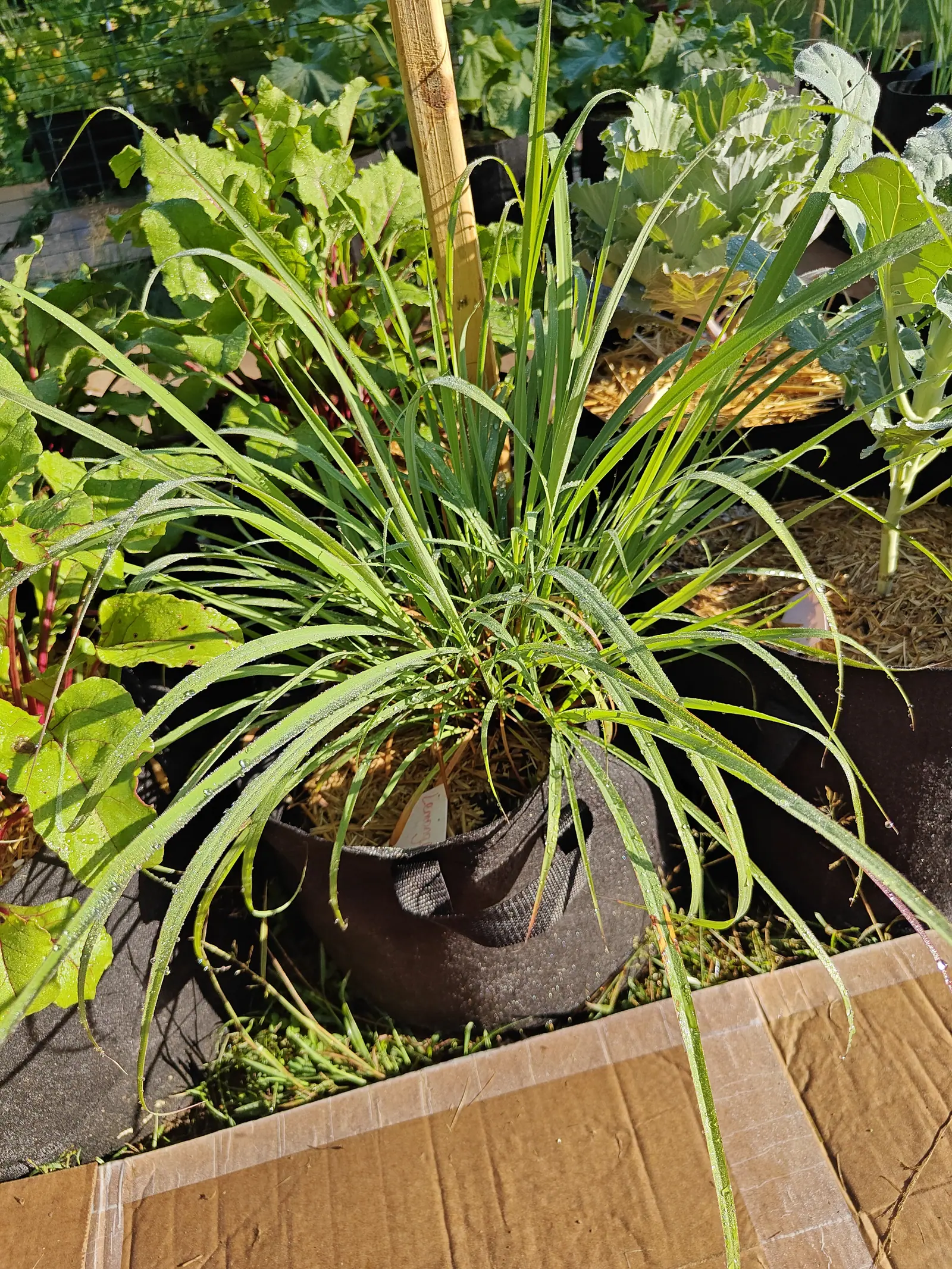 On 9 July a grass clump arching out in a fountain past every side of its bag, each blade keeled along a pale midrib and rough to the margin — and packed tight at the middle, dozens of shoots with their lower sheaths tinted coral-pink to russet.