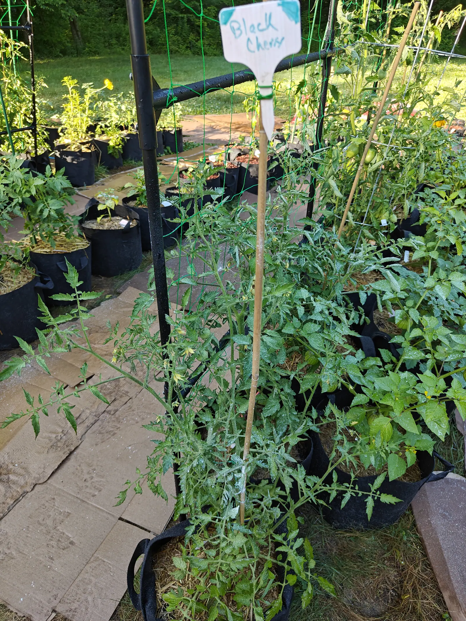 A Black Cherry tomato on 9 July, one arching branch reaching right out over the path, yellow star flowers with their petals bent back in short trusses and small round green fruit scattered among them — the leaves dulled all over by kaolin, woodland behind.