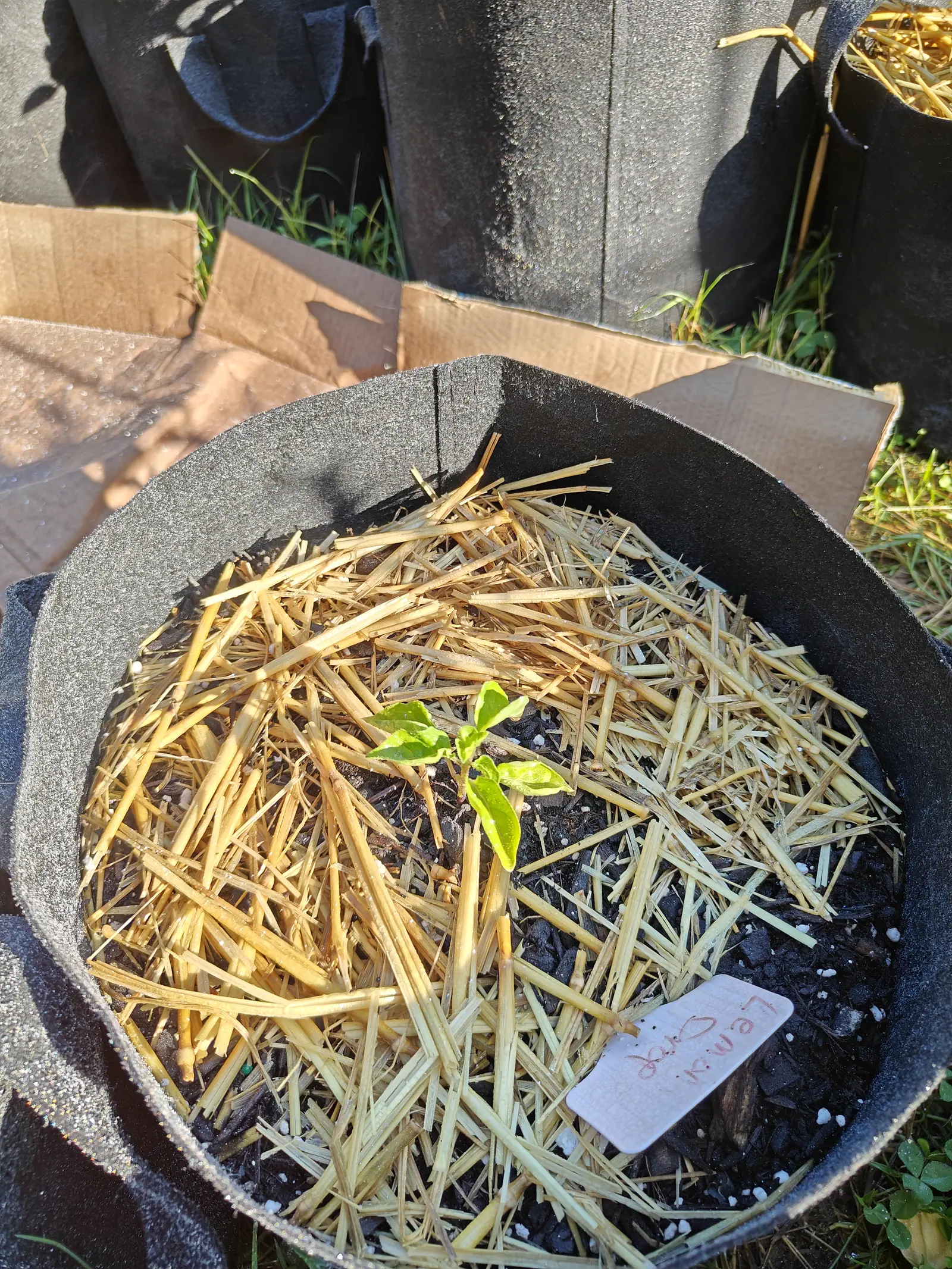 One seedling on 9 July, five or six leaves catching the raking sun so they read translucent yellow-green above and dark in shade beneath — its slim stem flushed reddish-purple right at the base, water still standing in a few drops across the blades.