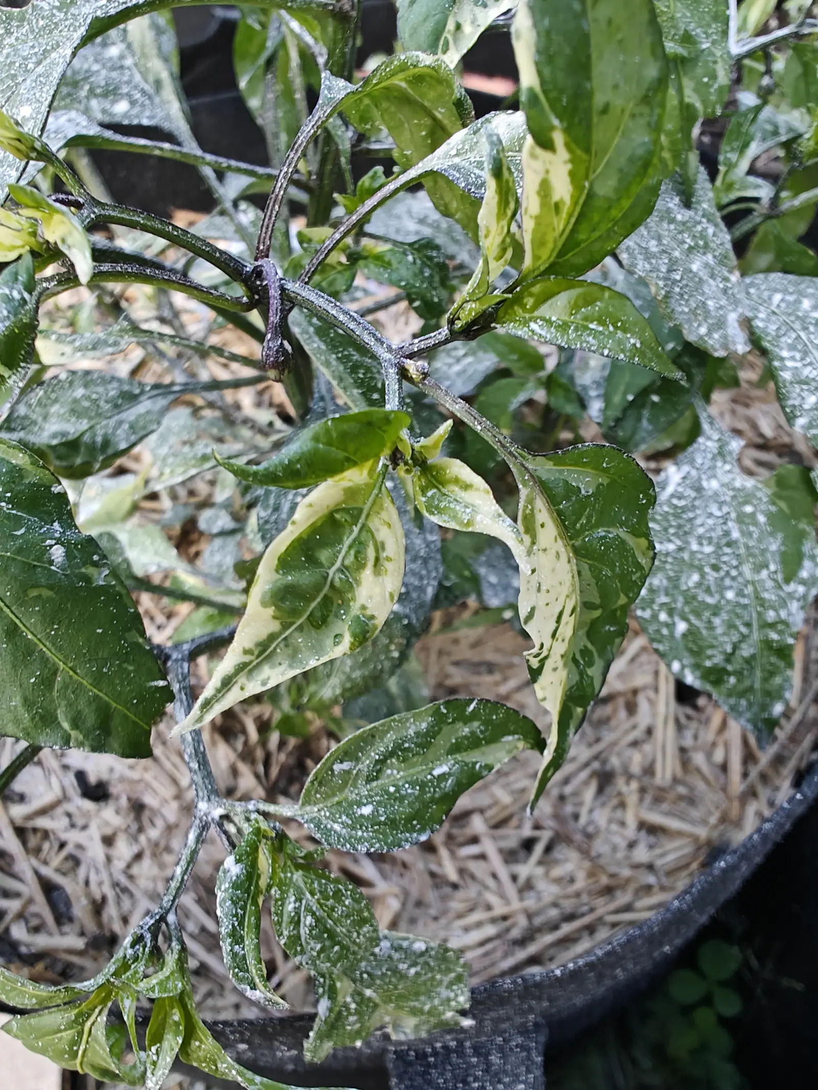 On 9 July a crown of leaves variegated every which way — some almost blackish-green, some half cream-white, others splashed and speckled along the midrib — the nodes and newest growth flushed purple-black, a chalky spray streaked over all of it.