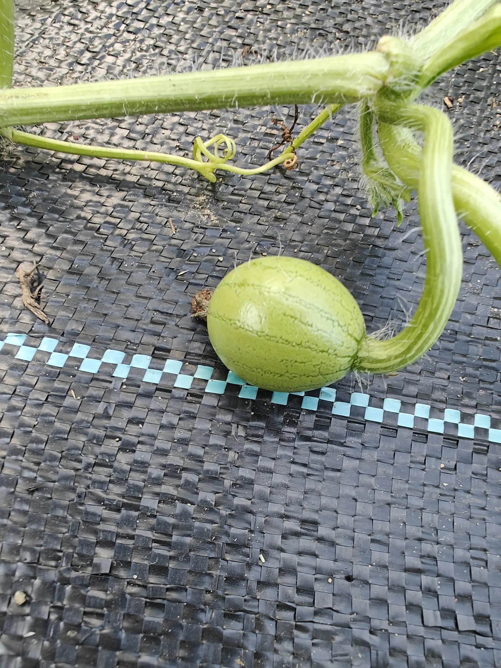 A Sugar Baby watermelon on 9 July, still young enough to carry soft white hairs along its shoulders, its spent flower shriveled against one side — jagged darker bands running stem end to blossom, one tendril coiled fresh beside another already dried brown.