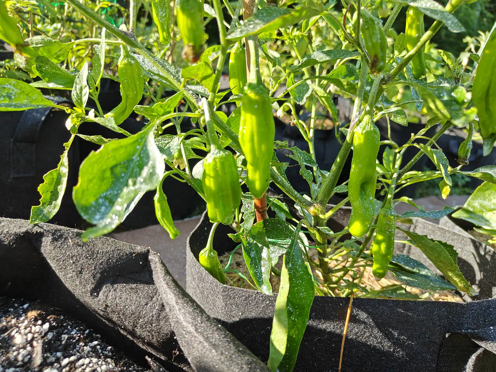 Dragon Roll peppers on 9 July, nine apple-green pods hanging singly beneath their five-pointed calyces, each creased and dented down its length so the skin reads crumpled rather than smooth — one still carrying its spent flower at the shoulder.