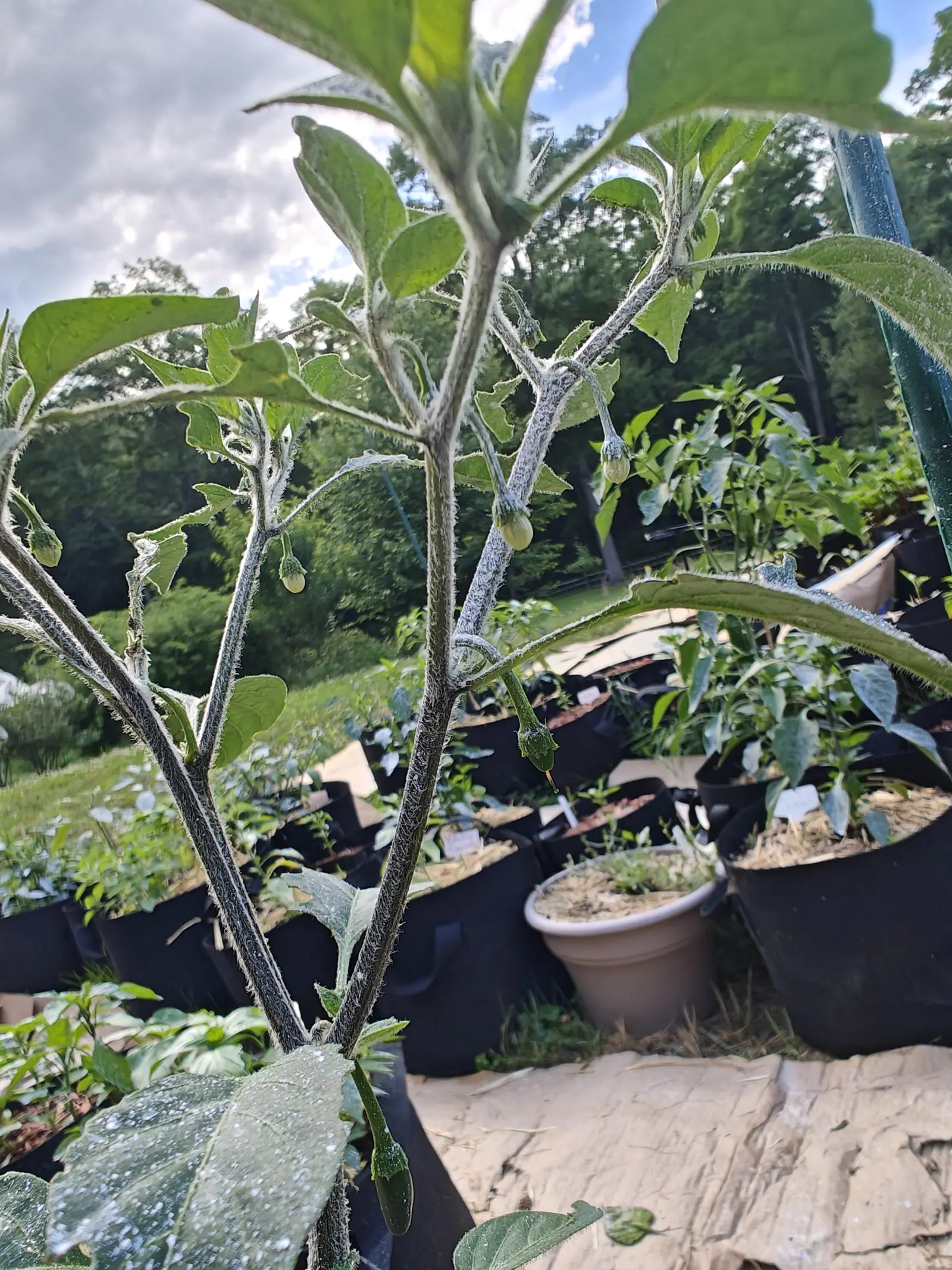 On 10 July a tall bare-legged plant against open sky, every stem and leaf margin sheathed in matted white wool — the leaves eaten back to fringed skeletons between the veins, one small dark fruit hanging in a bristly star of calyx lobes, style still on it.