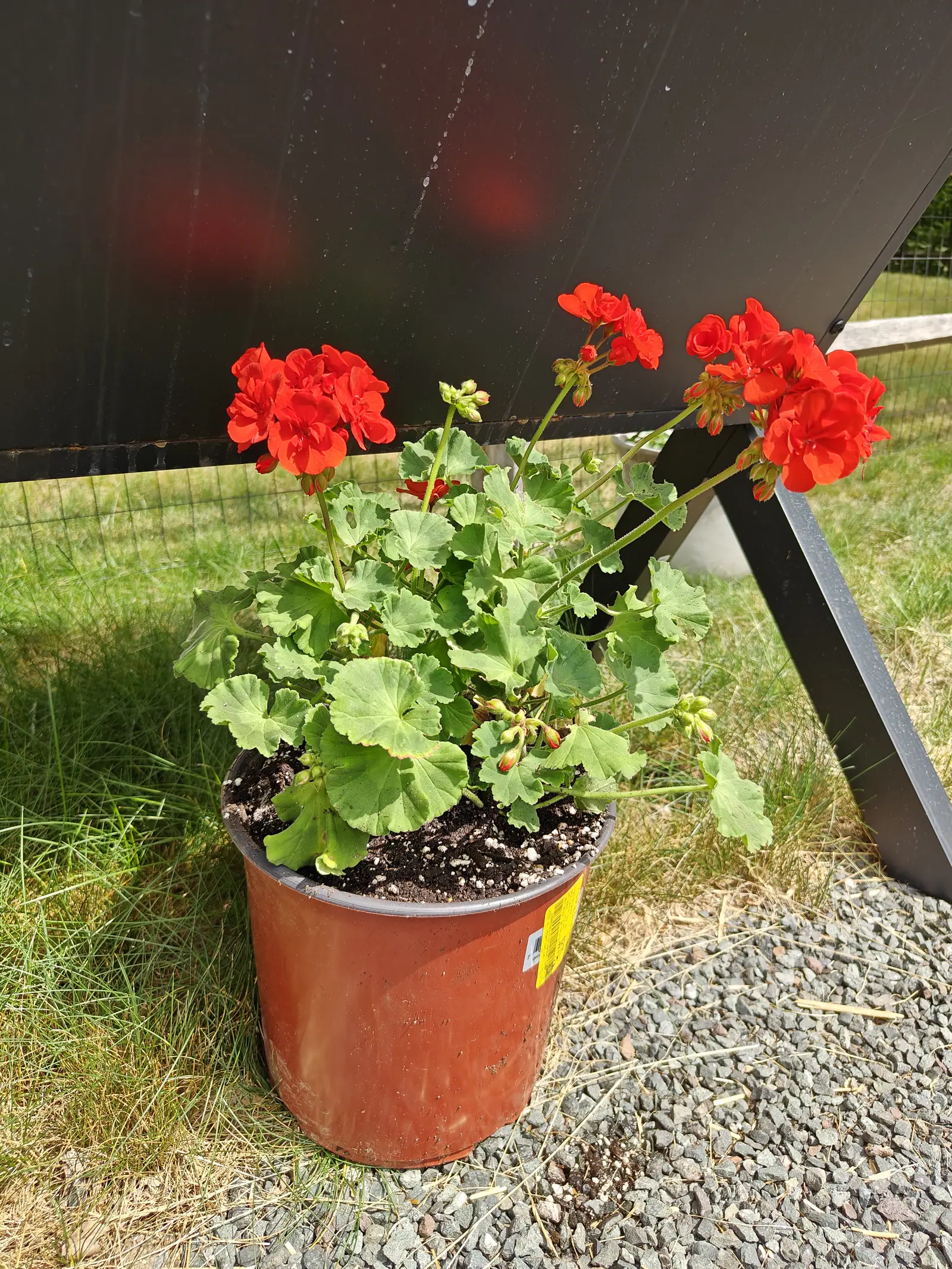 A zonal geranium on 10 July in hard midday sun, four domes of semi-double scarlet-orange florets held well clear of the leaves on long hairy stalks — the buds behind them still sheathed in green sepals striped red, the dark horseshoe zone only faintly there.
