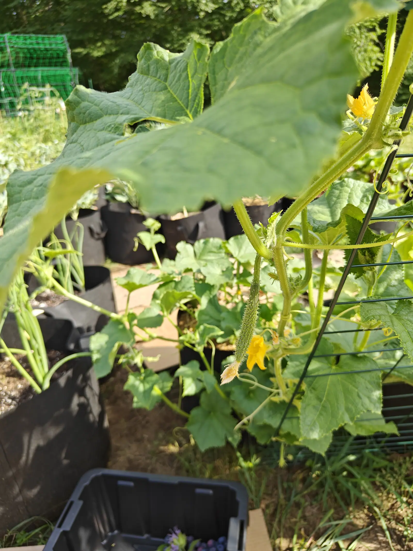 A Suyo Long cucumber on 10 July, one young fruit hanging pale and slender under soft white spines that rise off small raised warts, its own flower still shriveled onto the blossom end — two fresh yellow blooms open beside it on a vine bristled all over.
