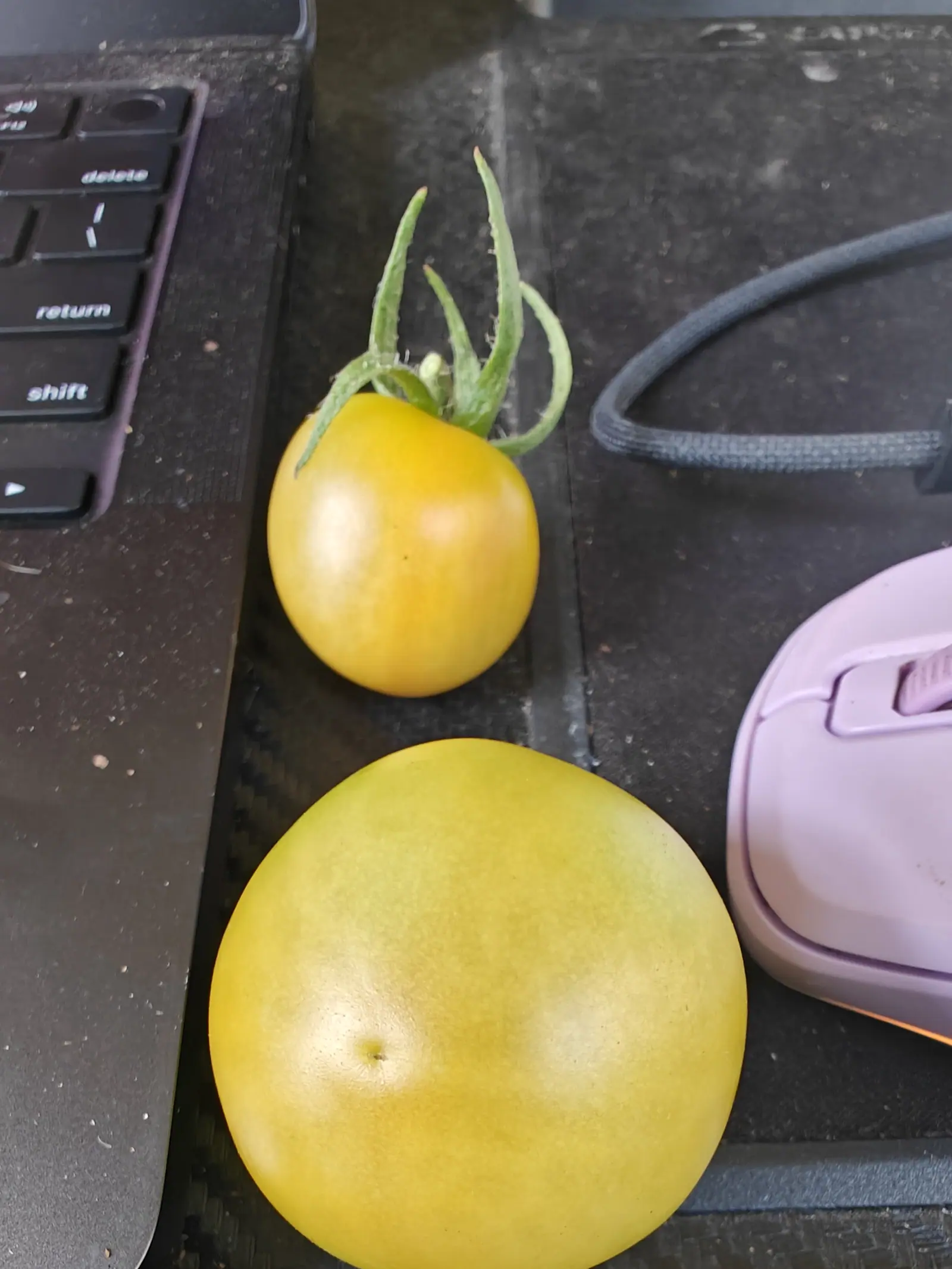 Two picked tomatoes on 11 July laid on a desk mat between a keyboard and a lilac mouse — the smaller still wearing a six-pointed star of bristled sepals curled back off its shoulder, the other twice its width, greener, bare and scarred at the blossom end.