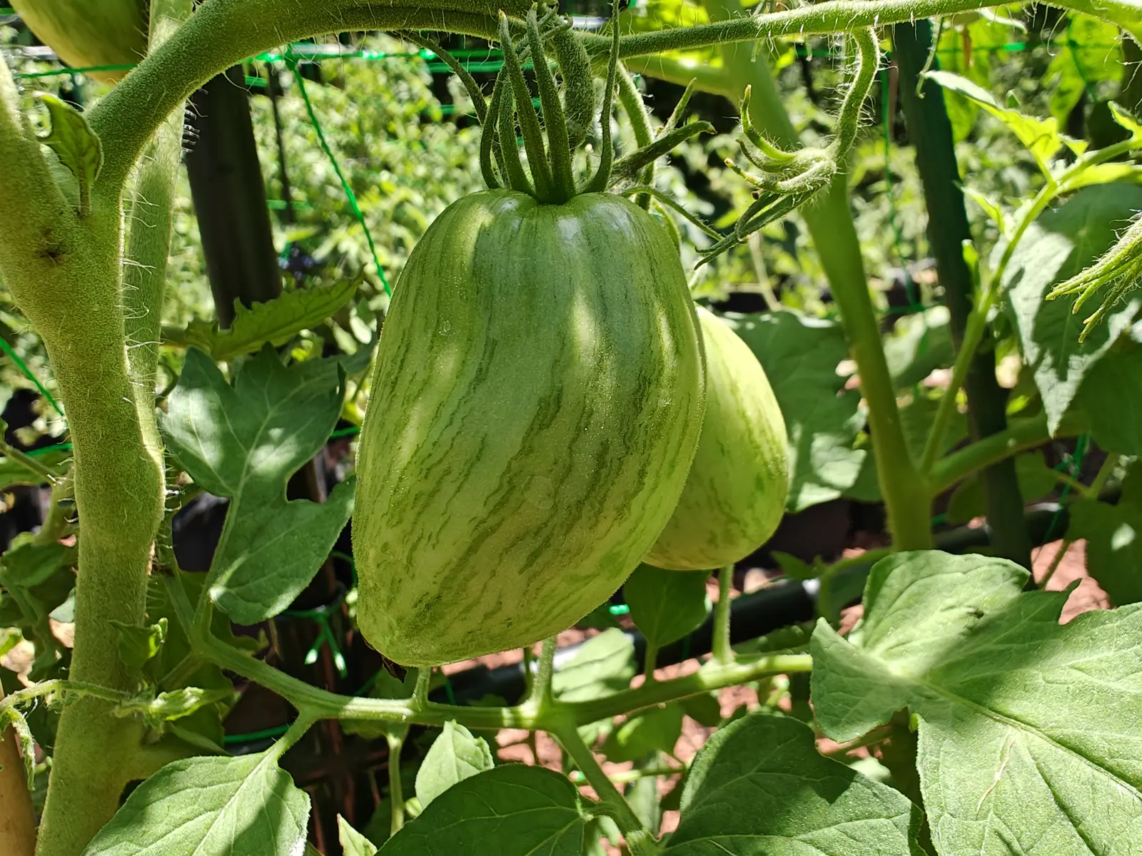 Two Ukrainian Purple tomatoes on 12 July, the near one taller than it is wide with a broad flat shoulder and darker blue-green bands running lengthwise down the hard glossy skin — its sepals curling back and up in a hairy star, dappled midday light on it.