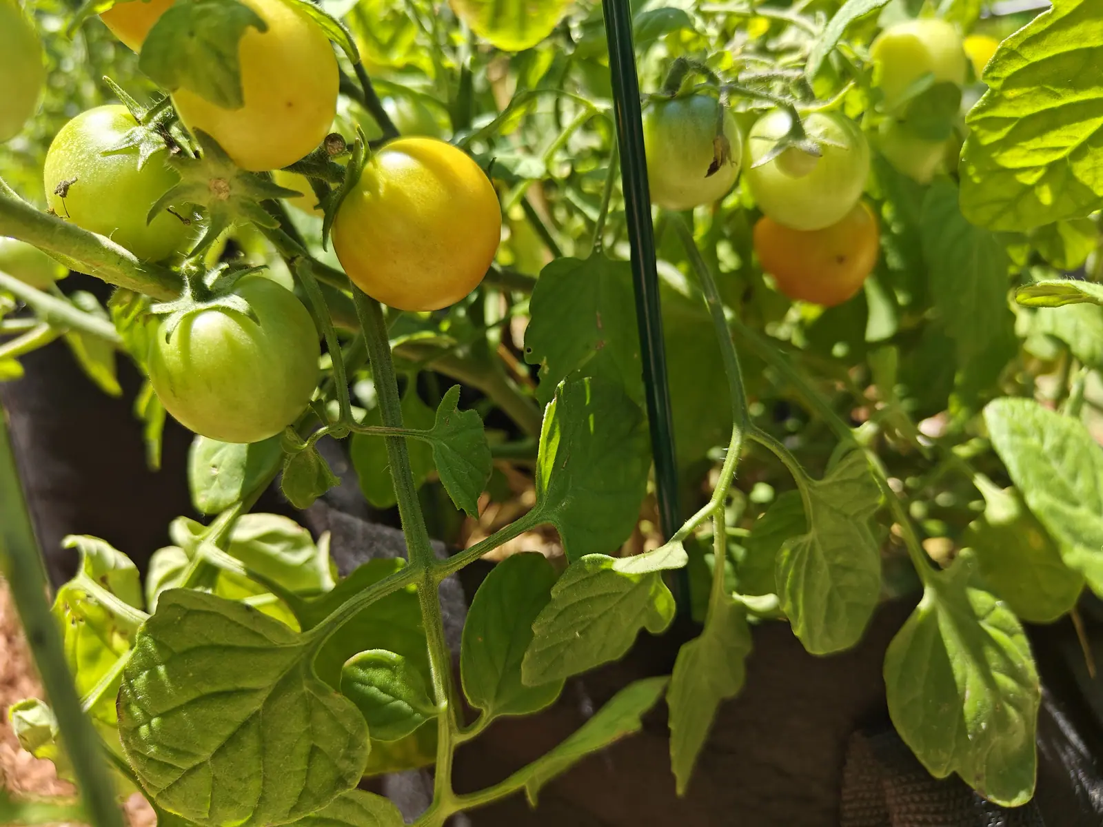 Cherry Falls tomatoes on 12 July, a dozen on one plant at every stage at once — hard green with a darker shoulder, whitening, buttery yellow, and two on the right already deep golden orange — the sunlit leaves burnt out to acid green around them.