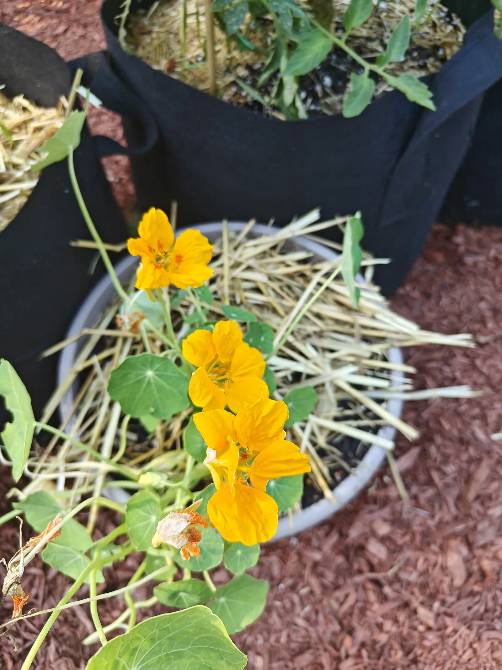 Jewel Mix nasturtiums on 12 July, four golden orange flowers open in soft shade with fine crimson streaks running down into each throat and a short blunt spur behind — the shield leaves held flat on center-joined stalks, beading water into pinpoints.