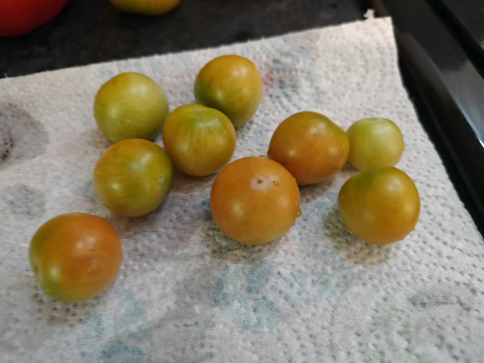 Eight small round fruits on 12 July, picked and laid out on a folded paper towel indoors and still beaded from a rinse — two pale yellow-green, three half turned to gold, three an even apricot-orange, not a stalk or calyx left on any of them.