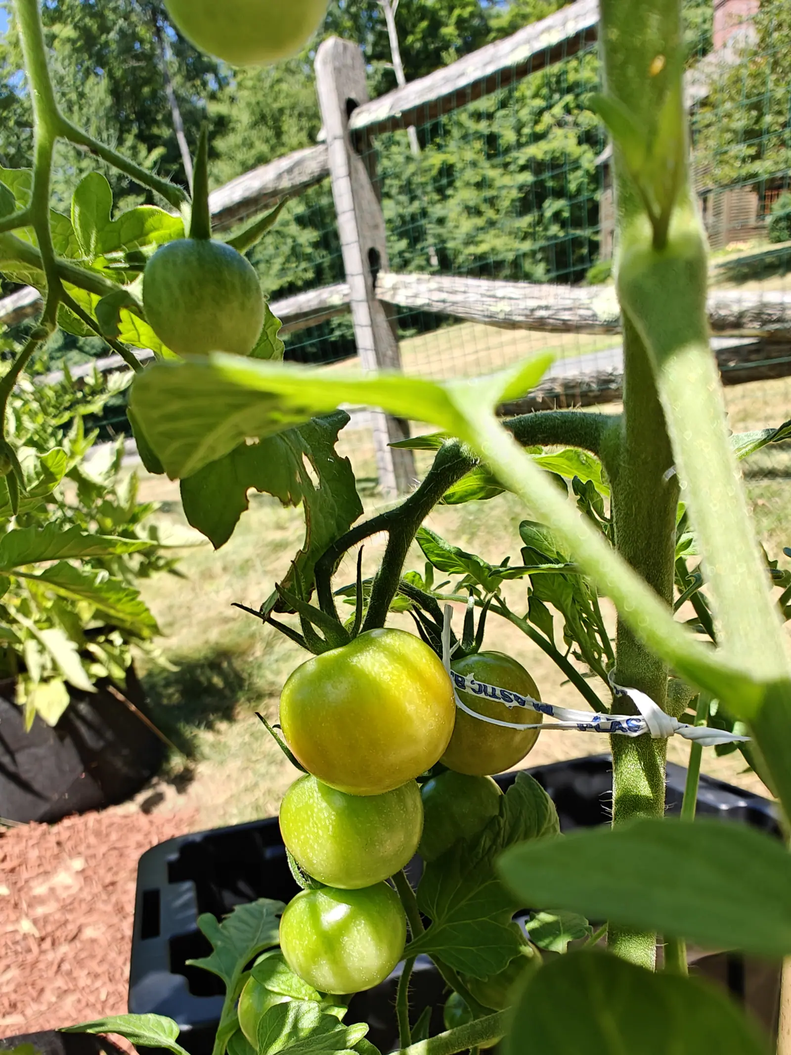 Super Sweet 100 tomatoes on 12 July, a truss of five packed tight together and only beginning to whiten — the topmost gone pale yellow-green with a warm blush while the rest hold cool green — hanging on knuckled pedicels above a split-rail fence and trees.