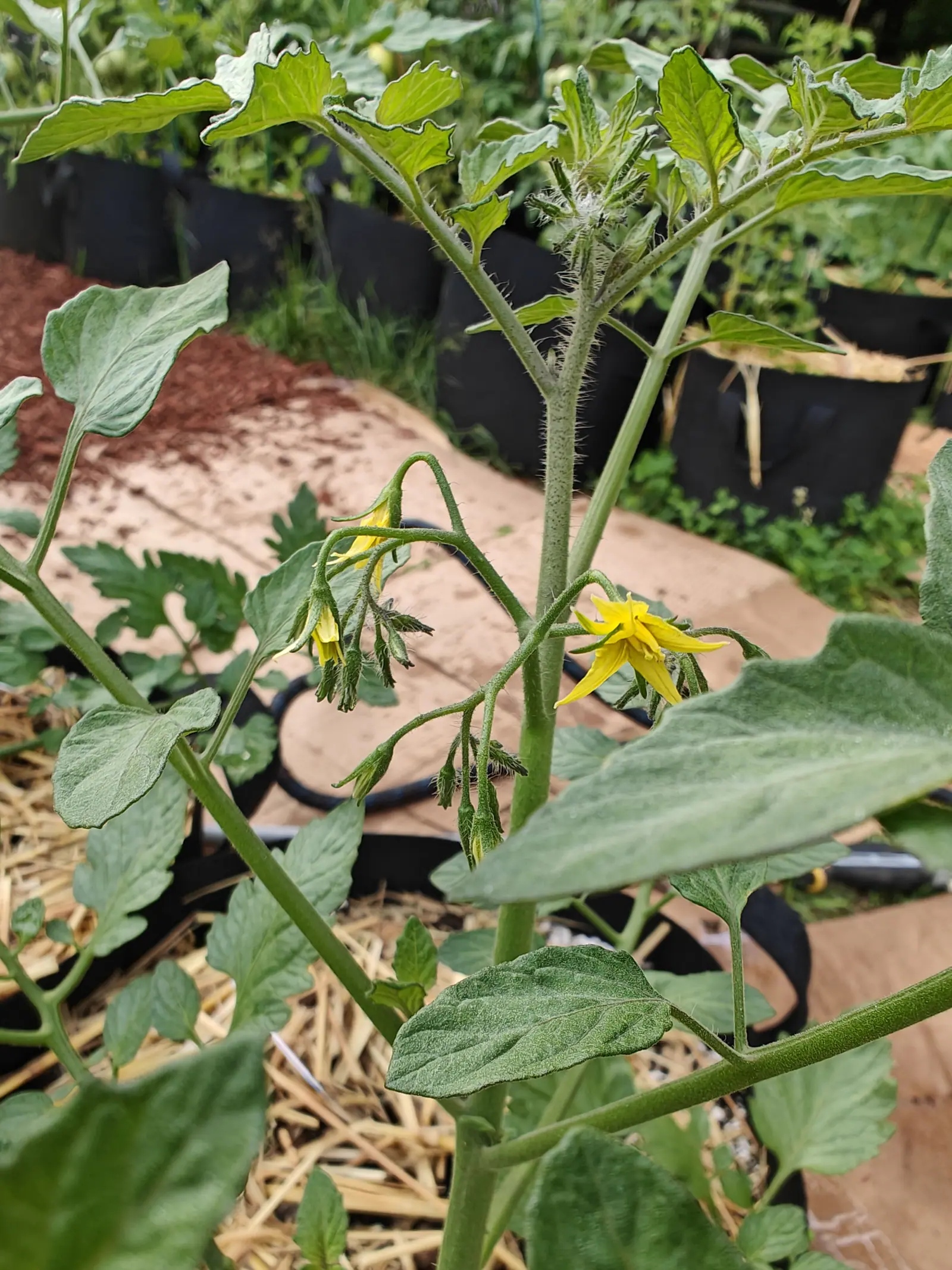 A Red Grape tomato in flower on 12 July with nothing set yet — the petals bent sharply back off a protruding cone of fused anthers, the buds behind still shut in green cases fringed white, and the growing tip above them a dense silvery fuzz.