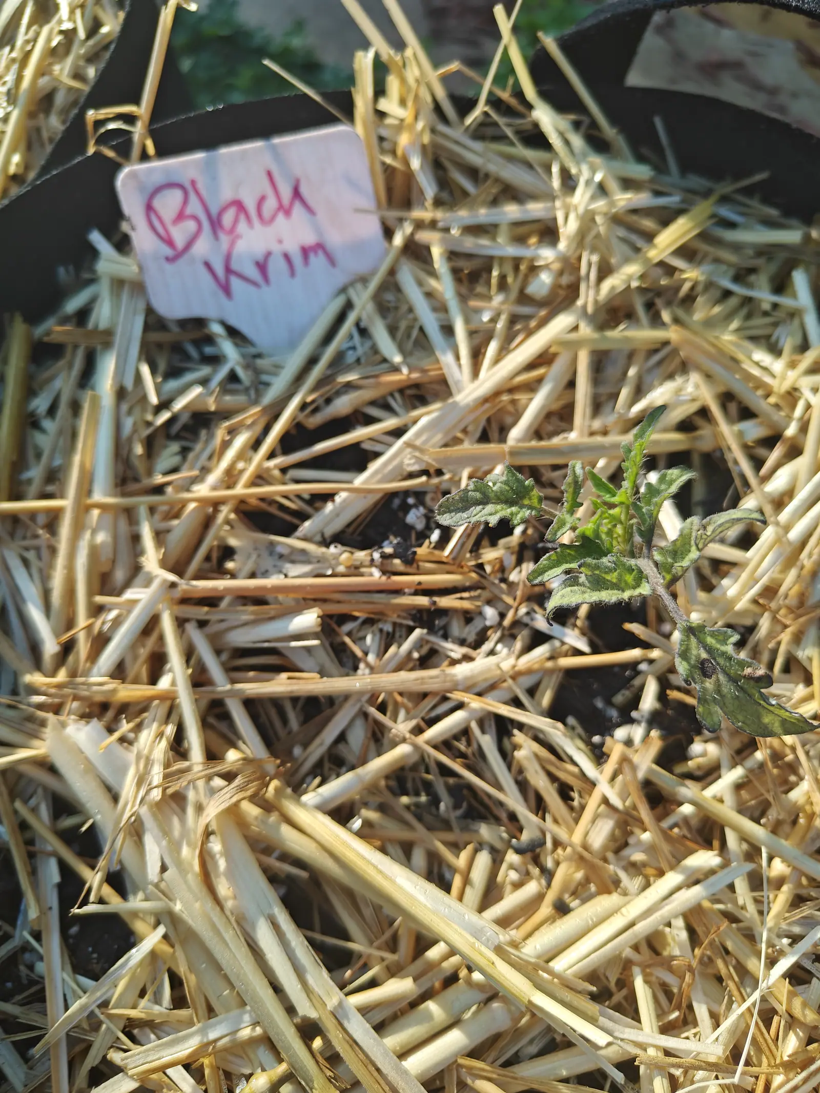 A Black Krim tomato on 12 July, one seedling half lost among the straw stems it sits in and bristled white along every margin — yellowing between the veins, its tips browned and curled inward, two dark round spots on the lowest leaf, in low warm sun.