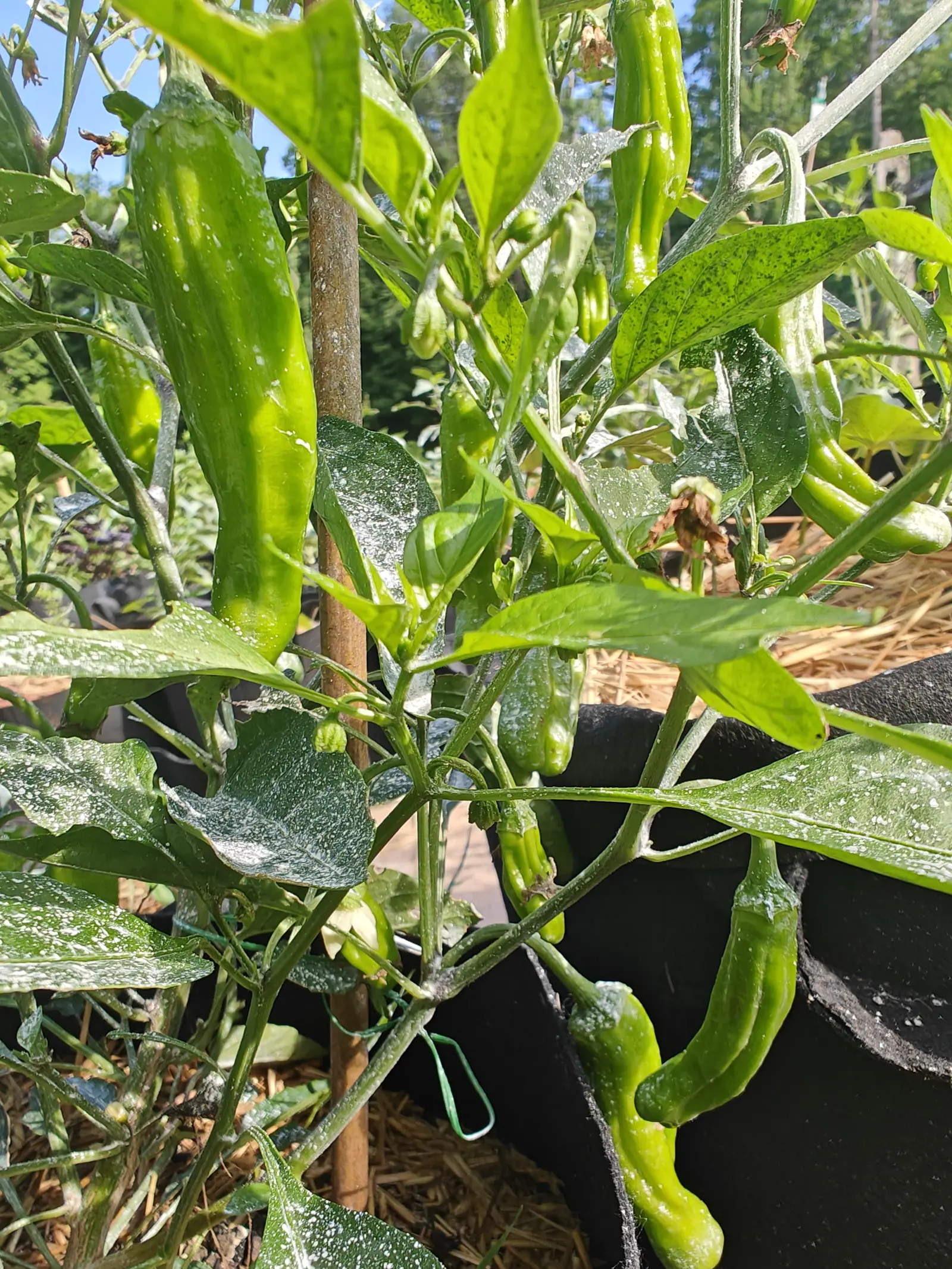 Dragon Roll peppers on 12 July shot from below with blue sky through the canopy, a dozen crumpled apple-green pods hanging at every angle and several kinked into a hook at the tip — creamy flowers half open among them, kaolin streaked over the leaves.