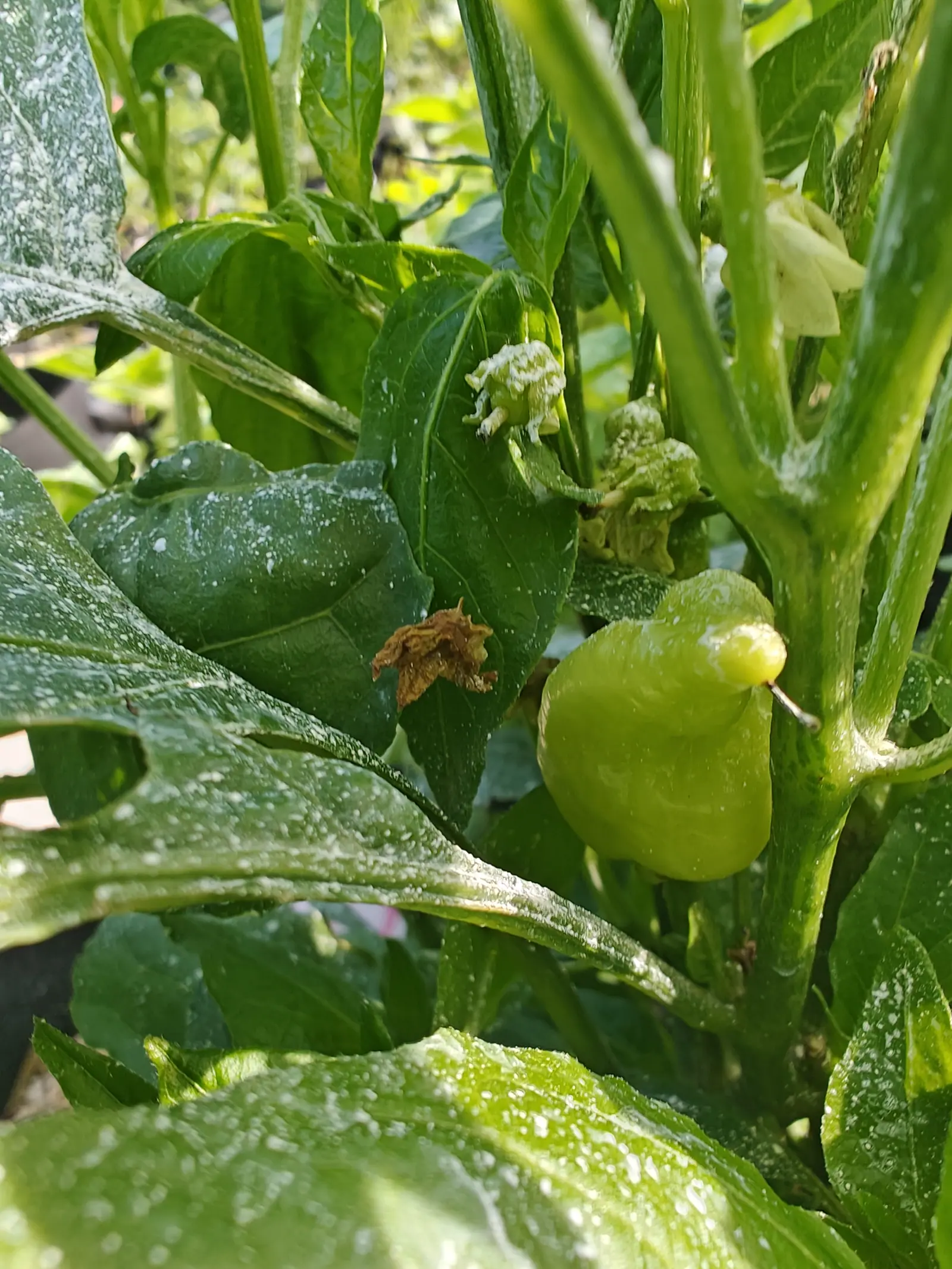 A Sugar Rush Peach pepper on 12 July, deep in the shade of its own crown — one blocky pale fruit dented and creased and drawn out to a rounded beak, the brown thread of its style still hanging off the tip, three spent flowers collapsing just above it.