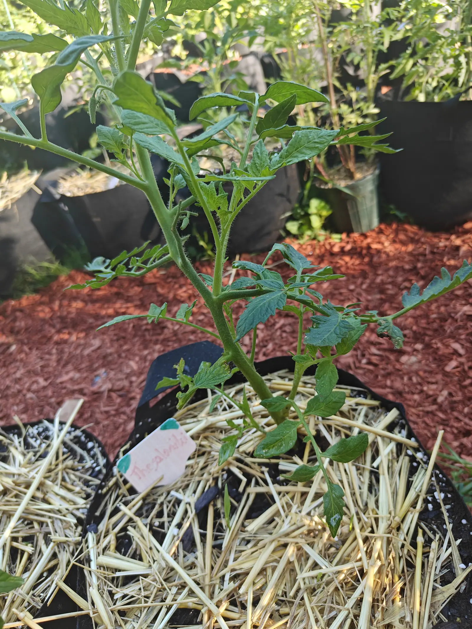 A Thessaloniki tomato on 12 July, freshly in and nothing on it yet — one thick ridged stem under short white hairs carrying five or six gray-green leaves, softly furred on both faces and slightly cupped, a couple chewed away at the leaflet tips.