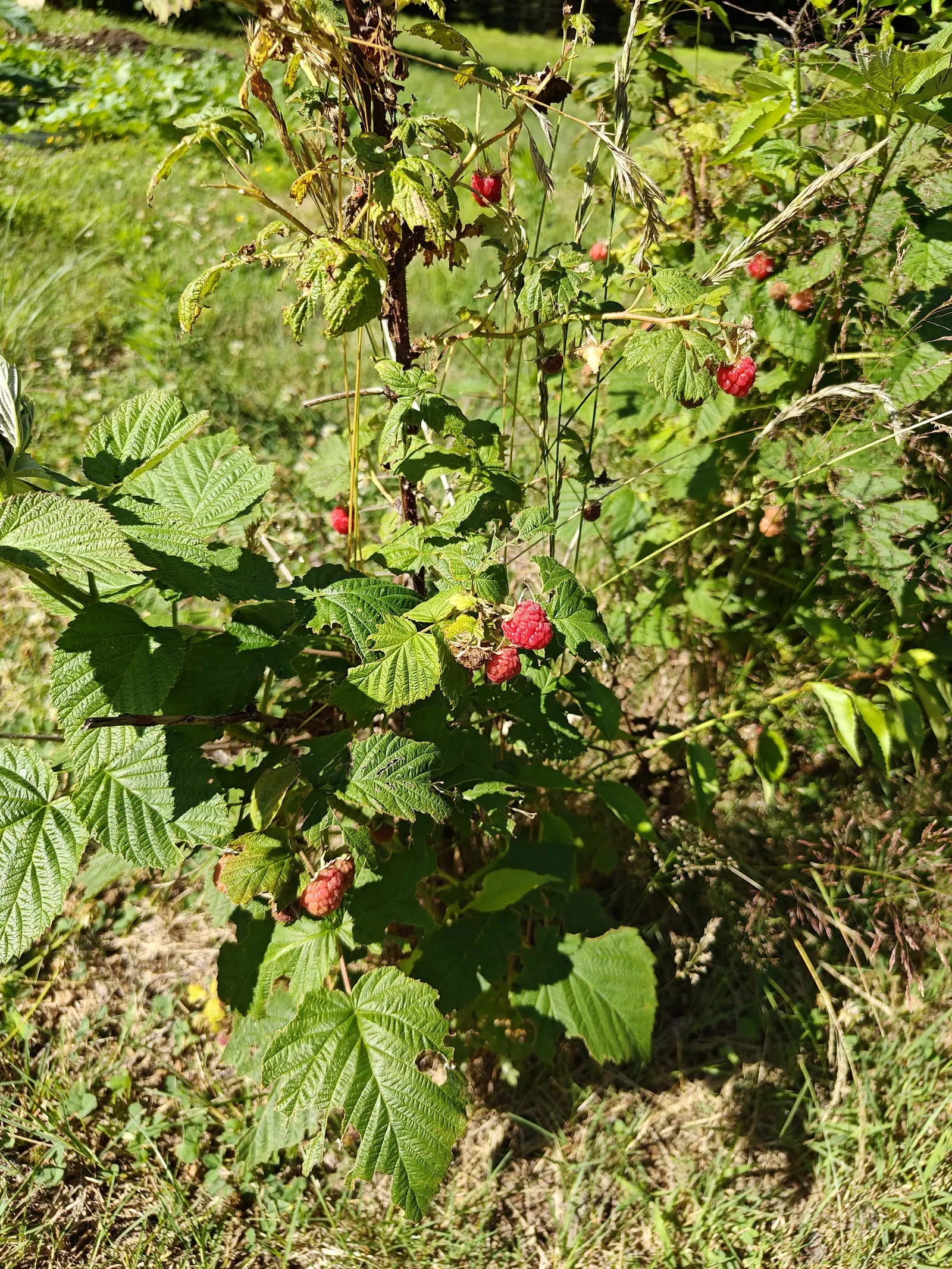 Red raspberries on 12 July, eight or nine thimbles scattered through one arching prickly cane and no two the same shade — deep crimson beside a paler pinkish-red already drying — the leaves flipping pale, almost white, underside-up in hard midday sun.