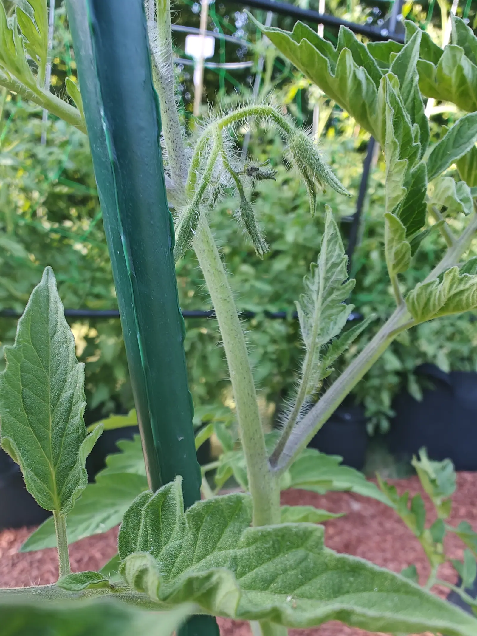 A Cherokee Green tomato truss on 12 July, still all closed buds — five or six narrow bristled green points, and one flower in the middle of the cluster gone black on its stalk — every stem and sepal thickly furred with silvery hair against the shade.