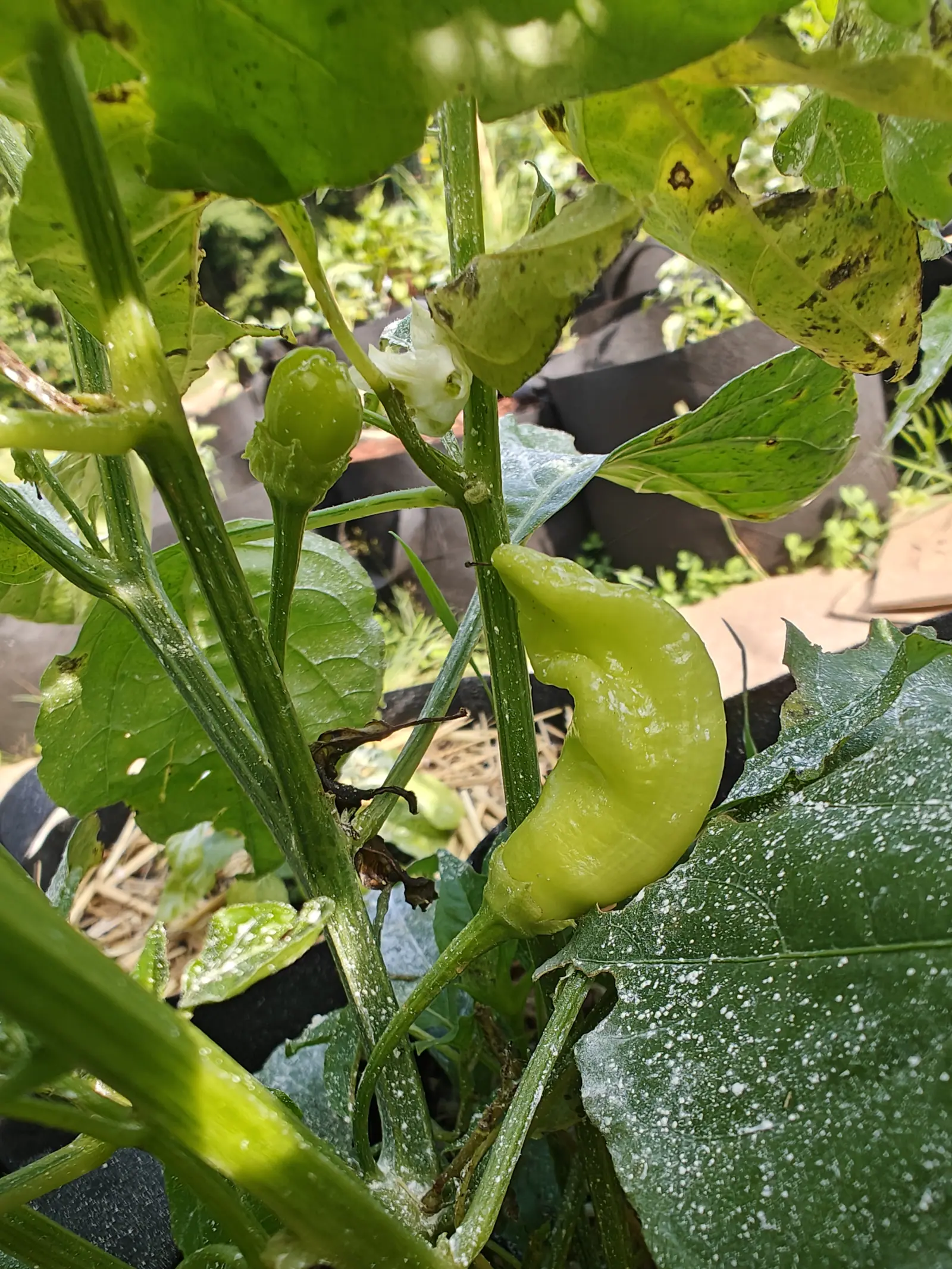 A Sugar Rush Peach pepper on 12 July, three stages in one frame: a long pale yellow-green pod hooked down onto a leaf, a squat green fruitlet still pointing straight up, and one small creamy flower nodding between them in dappled sun.