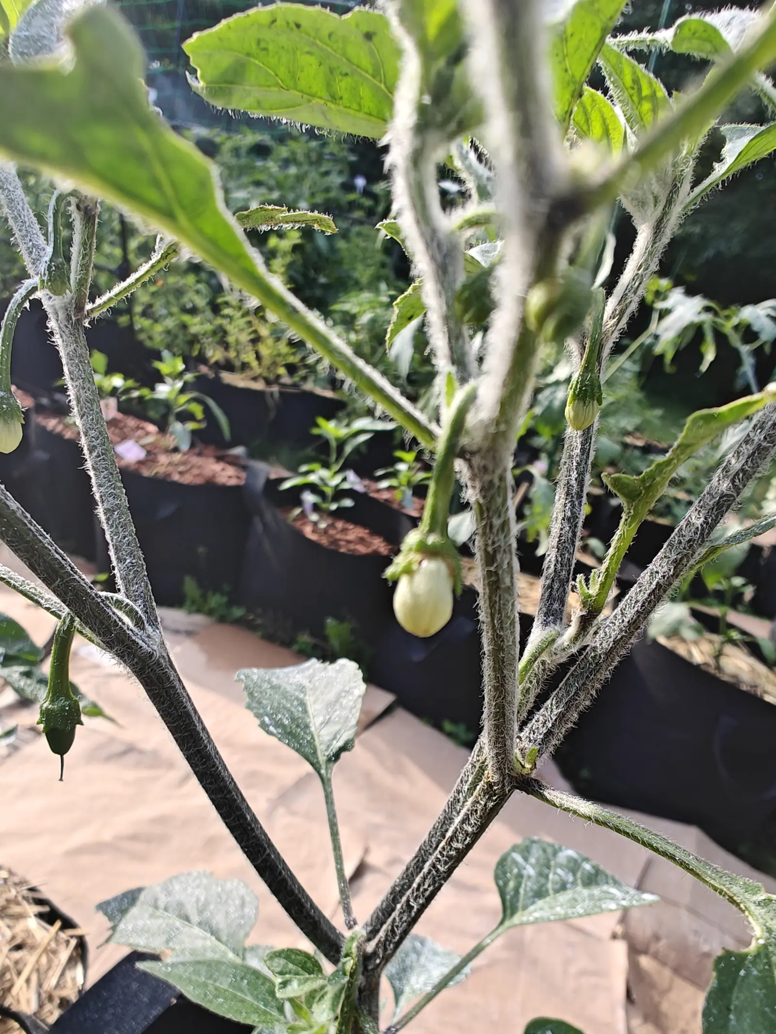 A plant on 12 July sheathed in white wool, every stem matted with curling hairs so the green barely shows through, and five or six creamy buds hanging unopened beneath it — one dark green fruit among them, held in a calyx star, in soft warm light.