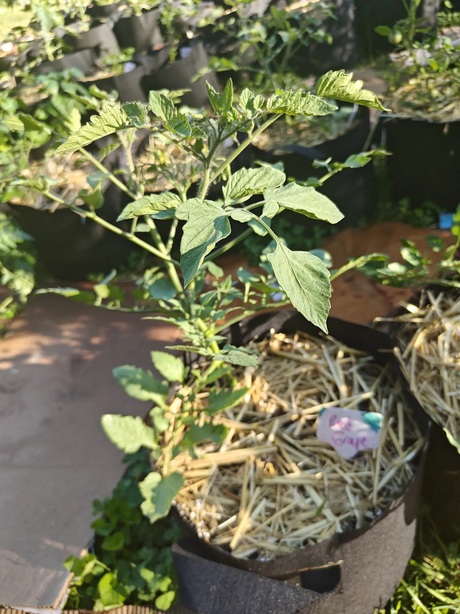 A young Red Grape tomato on 12 July, a single stem with nothing set on it yet, its leaflets coarsely toothed and furred white all over — low side light throwing hard-edged leaf shadows, clover pushing up through the paving joints beside it.