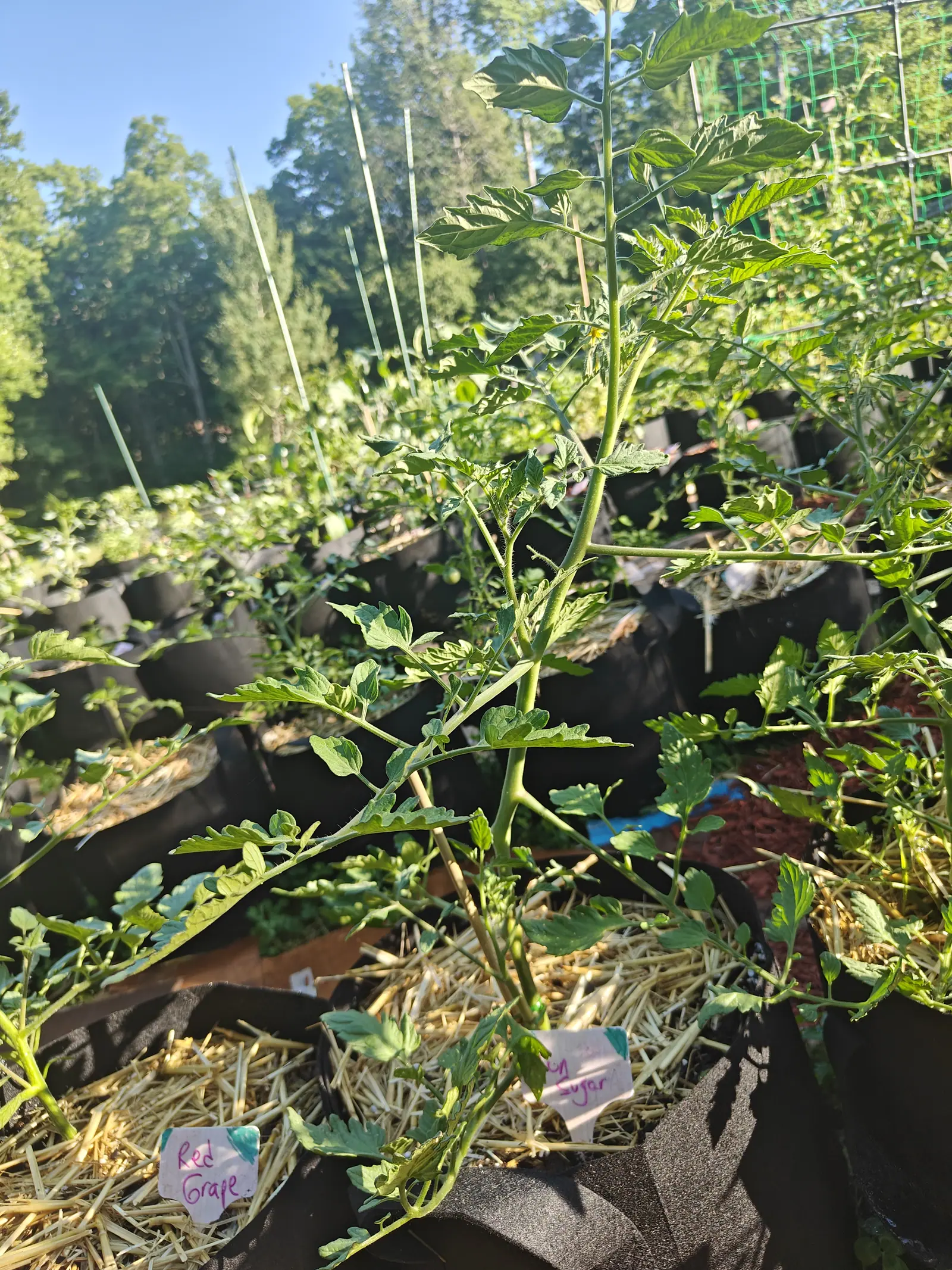 A Sun Sugar tomato on 12 July, shot from the ground against a cloudless blue sky, its first truss open — small yellow stars with the petals swept back off a fused anther cone — and every bristle on the stem lit up white by the low sun.
