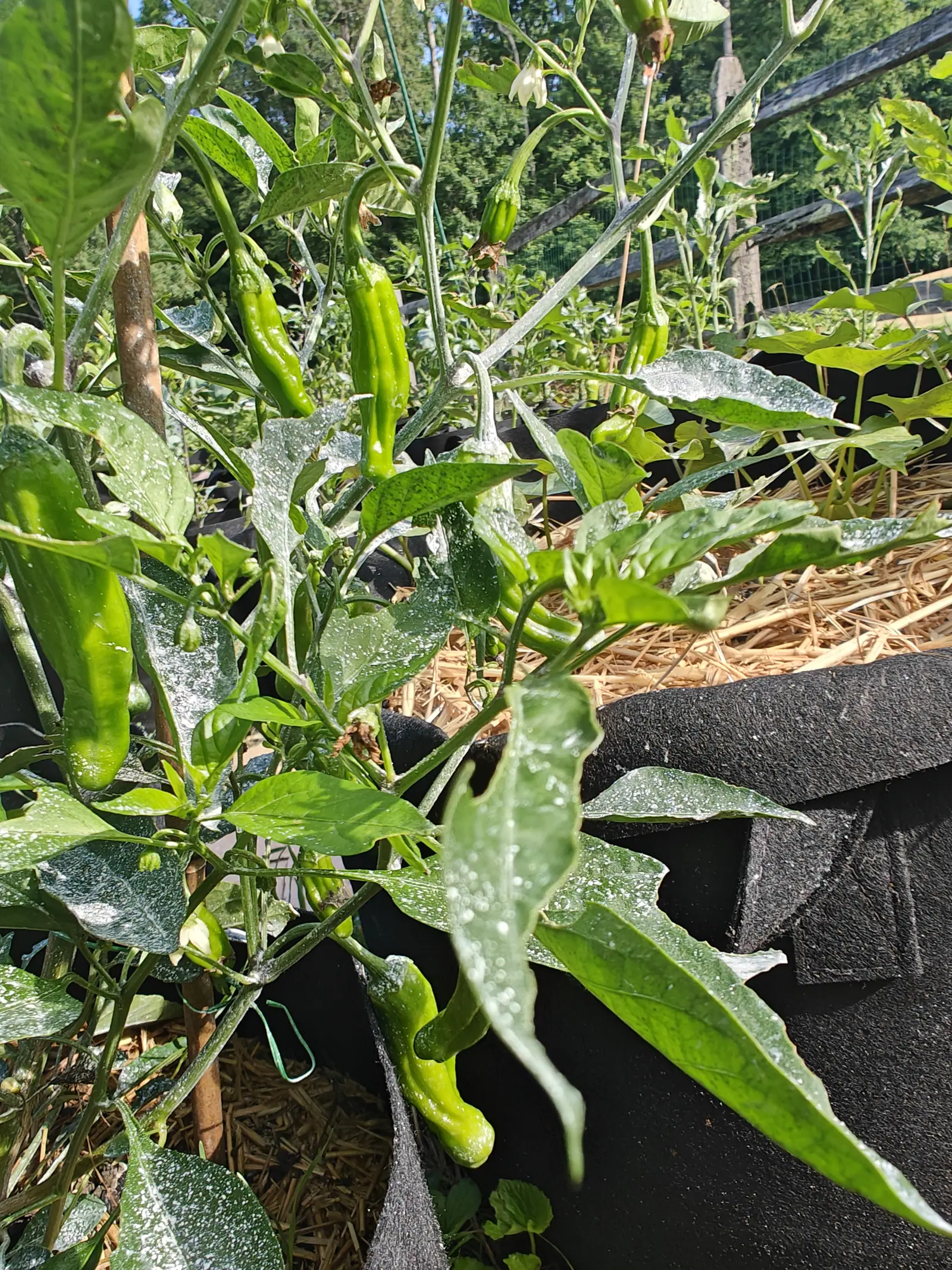 A Dragon Roll pepper on 12 July carrying a dozen slim pods, each so deeply furrowed lengthwise that the skin reads folded rather than smooth, under a July coat of kaolin clay dried in spatter droplets along the stems in hard midday sun.