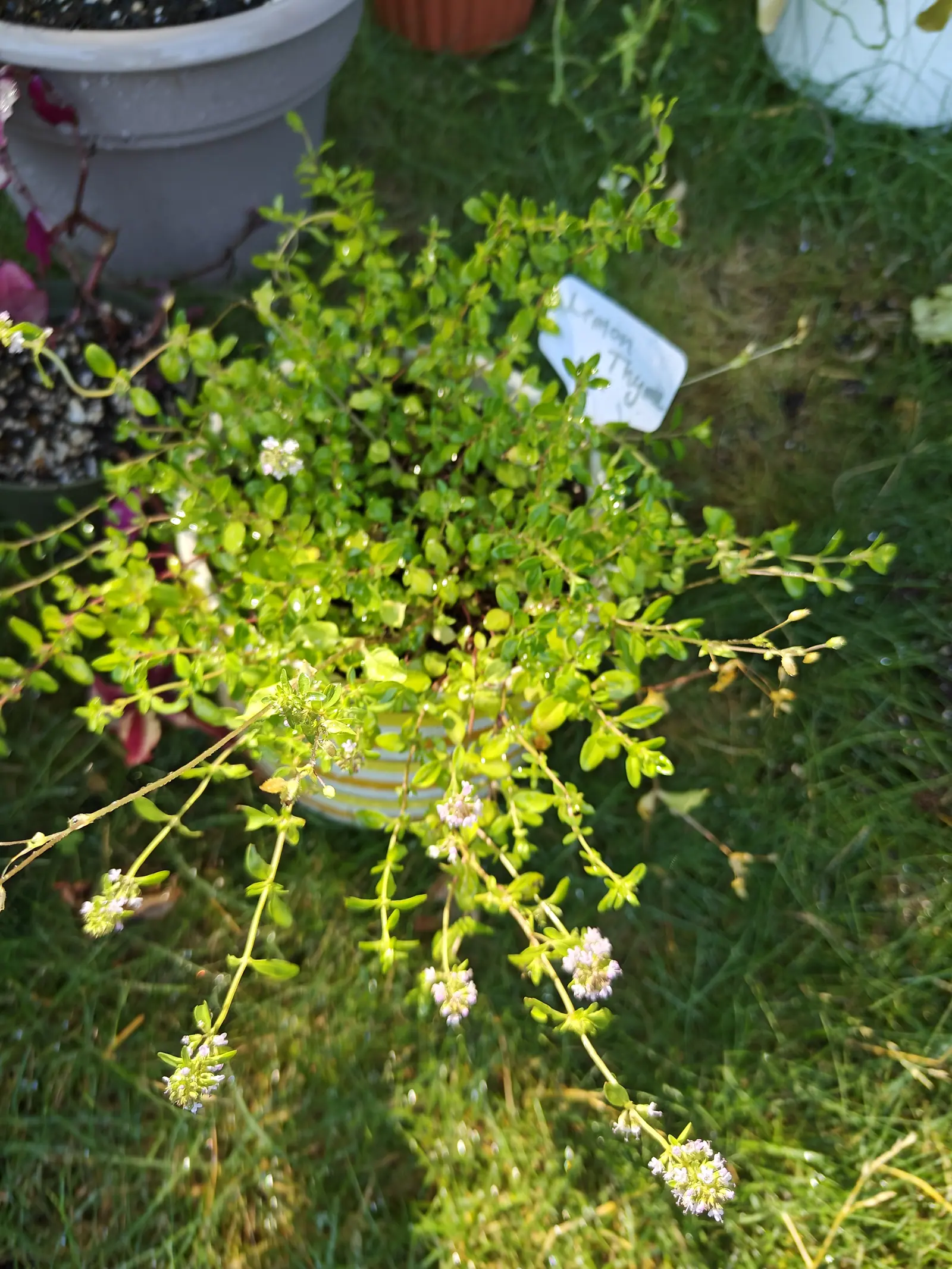 Lemon thyme on 12 July, outgrowing its striped pot and trailing a dozen wiry stems out across the grass, each ending in a tight head of lilac and white two-lipped flowers, its paired leaves bright yellow-green in low sun with dew still on the lawn.
