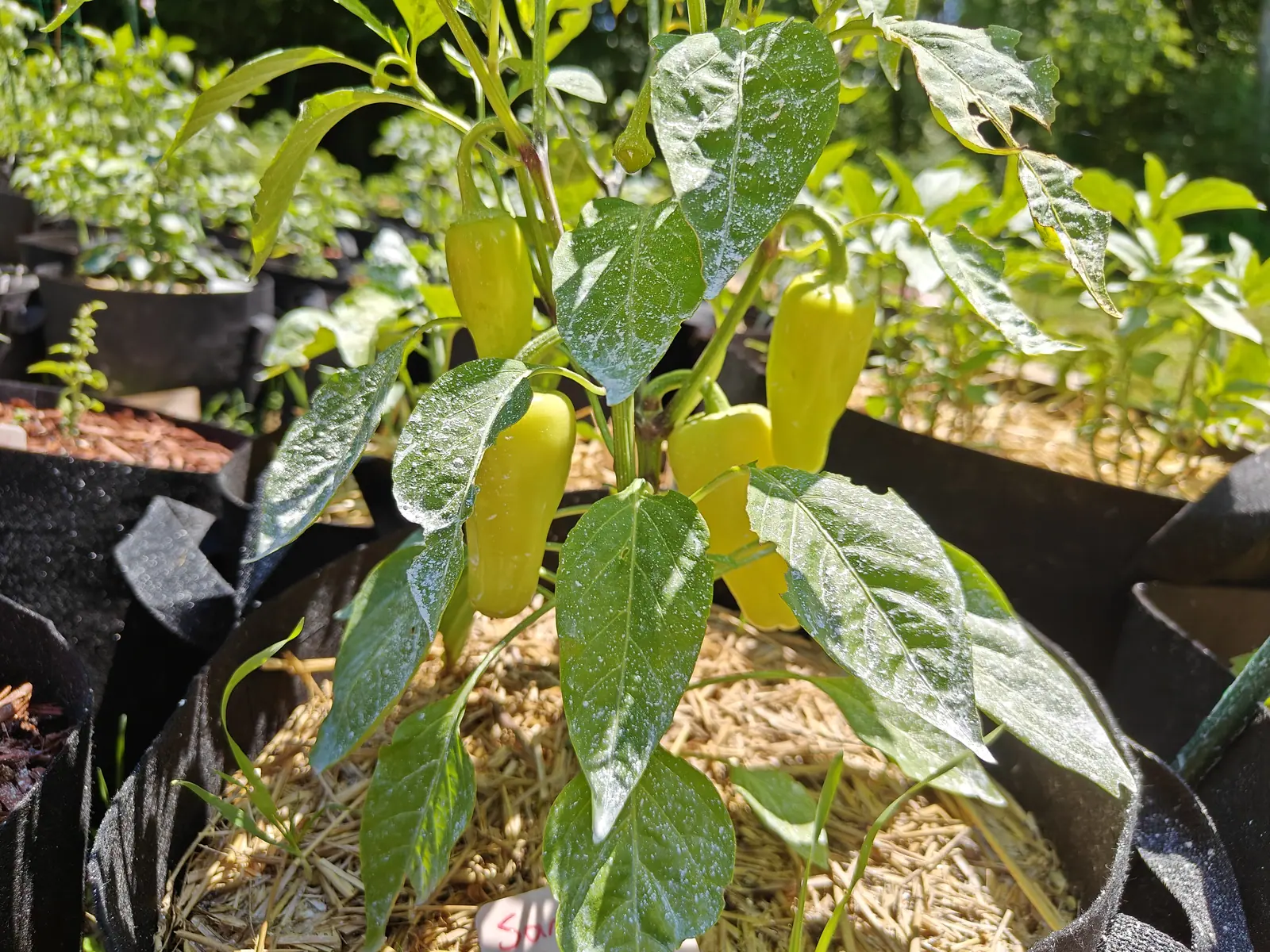 Santa Fe Grande peppers on 12 July, five or six creamy yellow-green cones hung nose-down from stalks that arch over in a shepherd's crook, warming toward the tip, whitened with kaolin clay under harsh overhead sun that leaves almost no shadow.