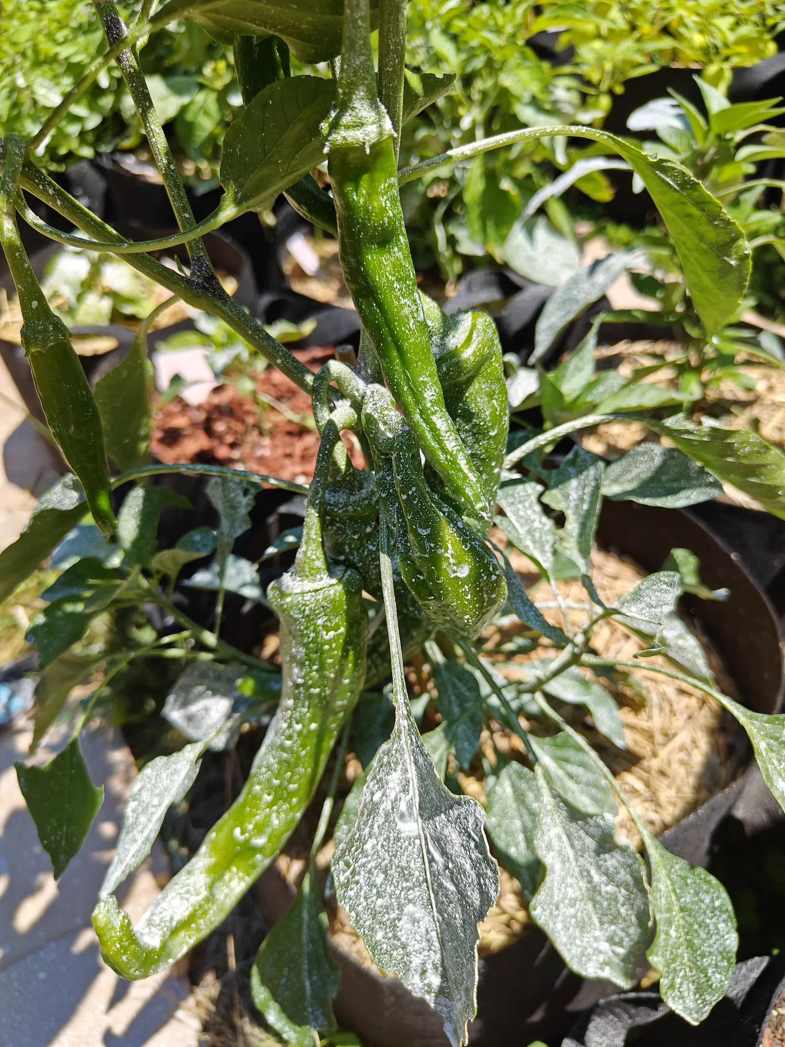 Ristra Cayenne II chilies on 12 July, five or six long dark pods rippled with shallow creases and one among them stunted, fat and lobed, with kaolin clay laid on thick enough to hide the leaves and dried in round spots on the pods themselves.