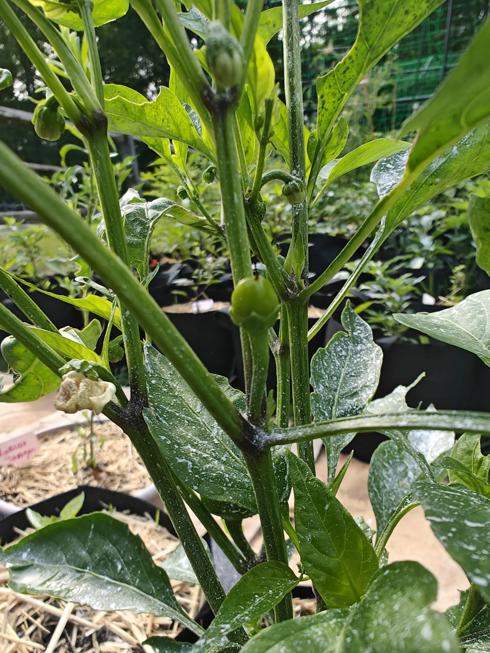 A Red Mini Bell pepper on 12 July, framed by its own pale stems stained dark purple-brown at every joint — one small ribbed green fruit hanging with the shriveled flower still on its tip, and a spent cream bloom at the node, in diffuse sun.