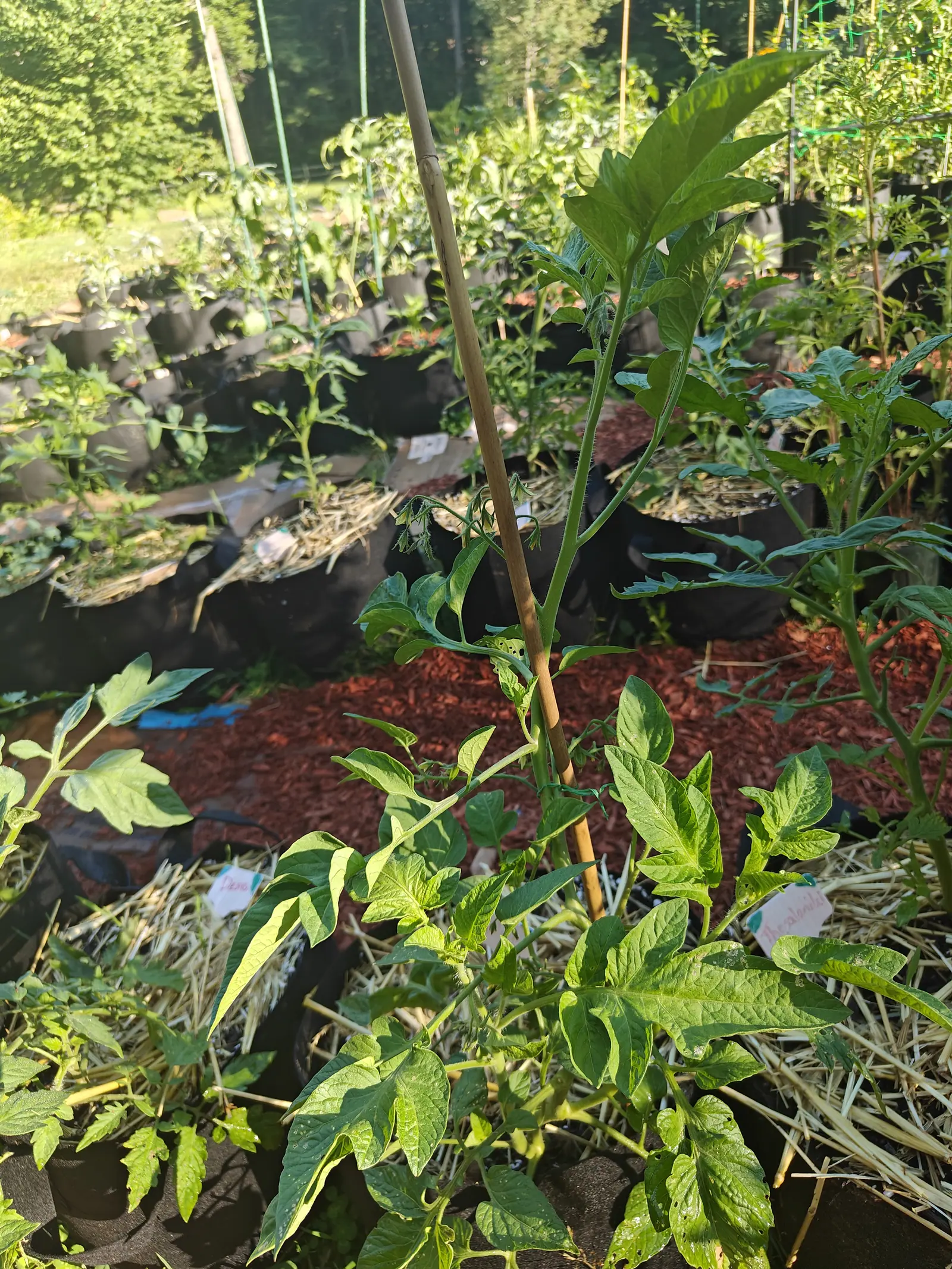 A Yellow Pear tomato on 12 July, its truss hung with half a dozen pale yellow buds and part-open flowers on visibly bristled stalks, the sepals long and narrow, in early low sun that runs long soft shadows down the terraces toward the woodland.