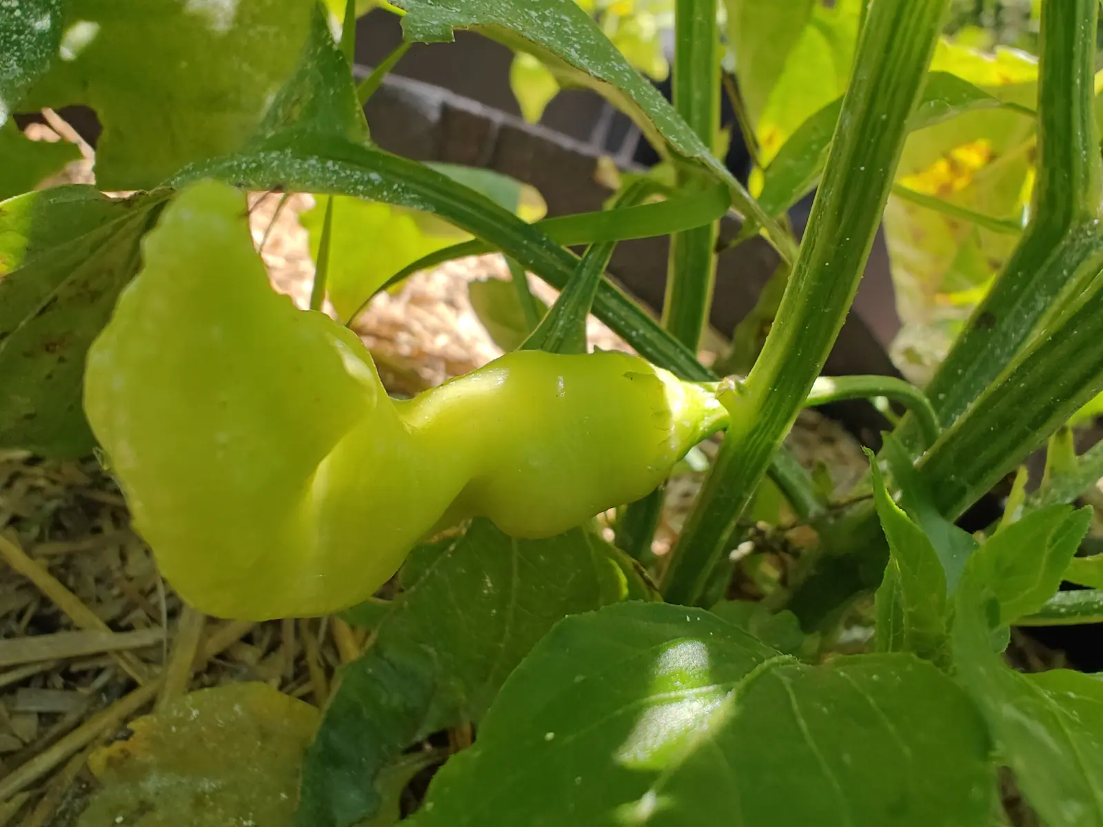 A Sugar Rush Peach pepper on 12 July held out sideways from the stem: waisted at the neck, swelling to a rounded middle, then flaring into a broad flattened lobed tip as though two pods had fused, glossy where the low warm sun strikes it.
