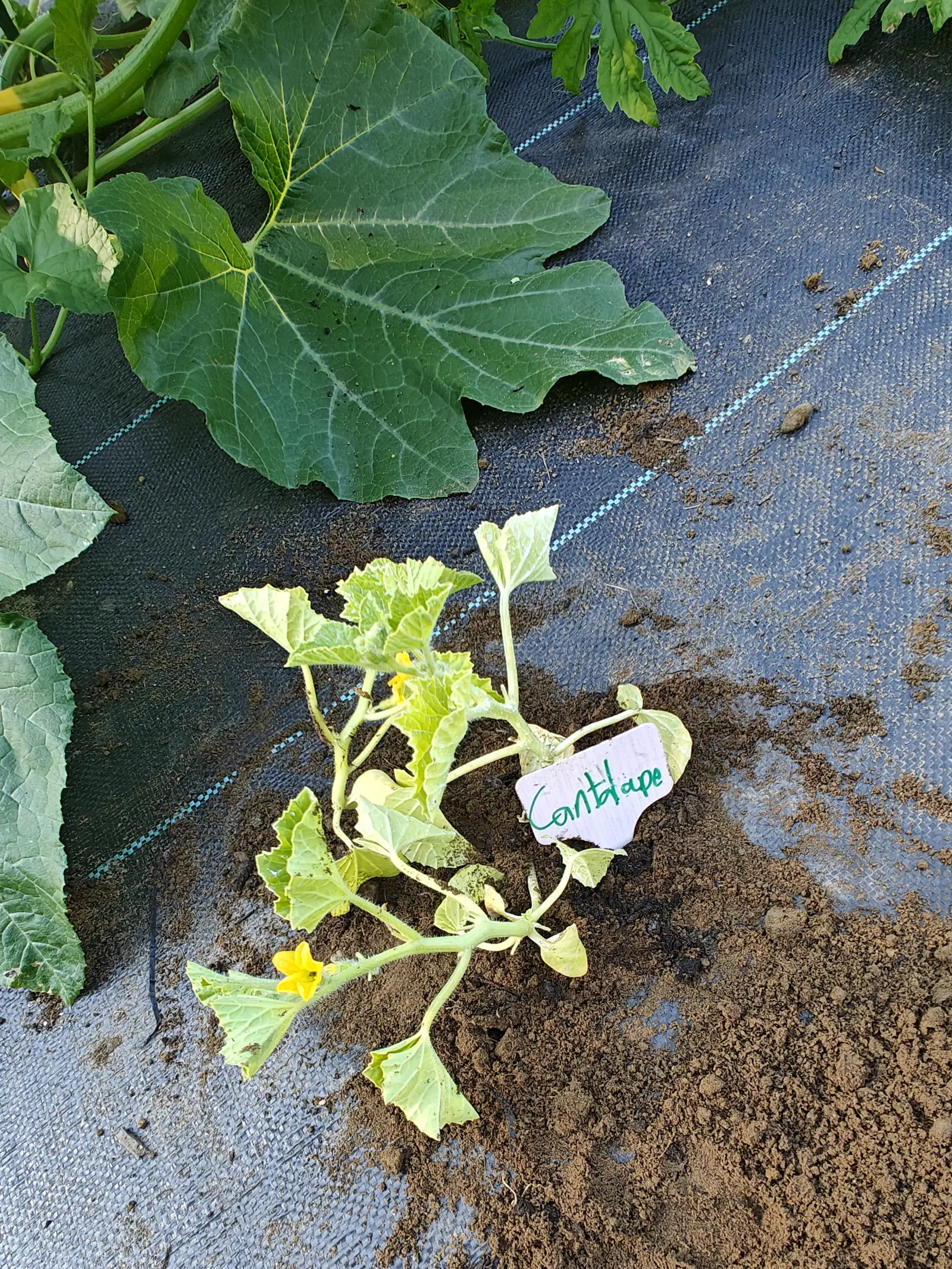 A young cucurbit on 12 July sprawling flat over a mound of dark soil, its ten leaves a pale yellow-green beside the much darker plant behind — two small yellow stars open low on the stems, nothing swelling behind either, no tendrils yet.