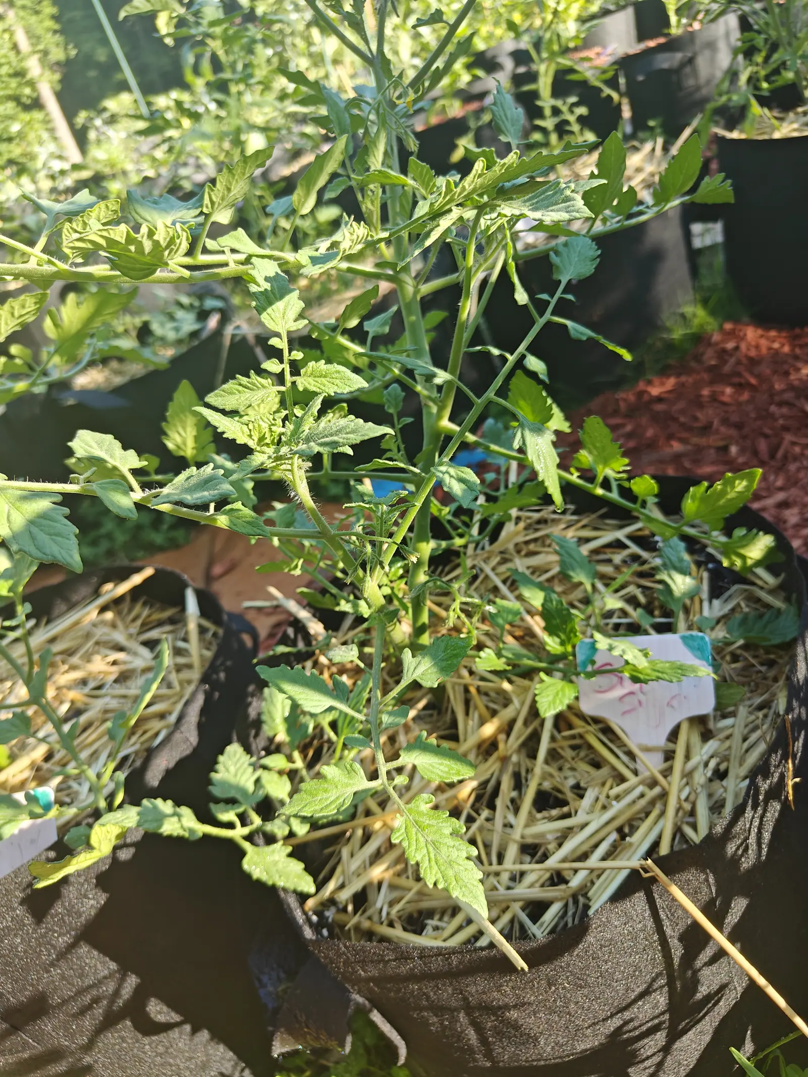 A Sun Sugar tomato on 12 July growing low and wide instead of upright, long thin branches running out in every direction with the newest leaflets fresh yellow-green at the tips, under low sun that cuts a hard diagonal shadow across the frame.