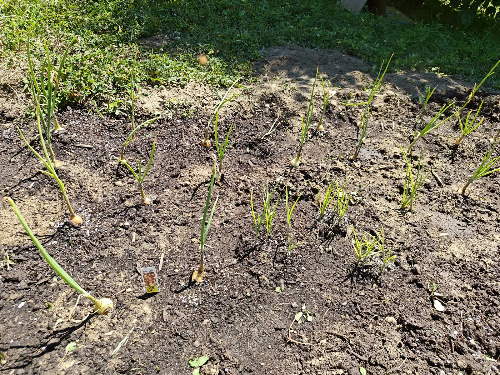 About fifteen alliums on 12 July, each a papery golden bulb sitting right on the surface with a few wiry roots showing, their keeled leaves either standing tall or flopped flat on the ground — harsh midday sun, the top of the frame in tree shade.