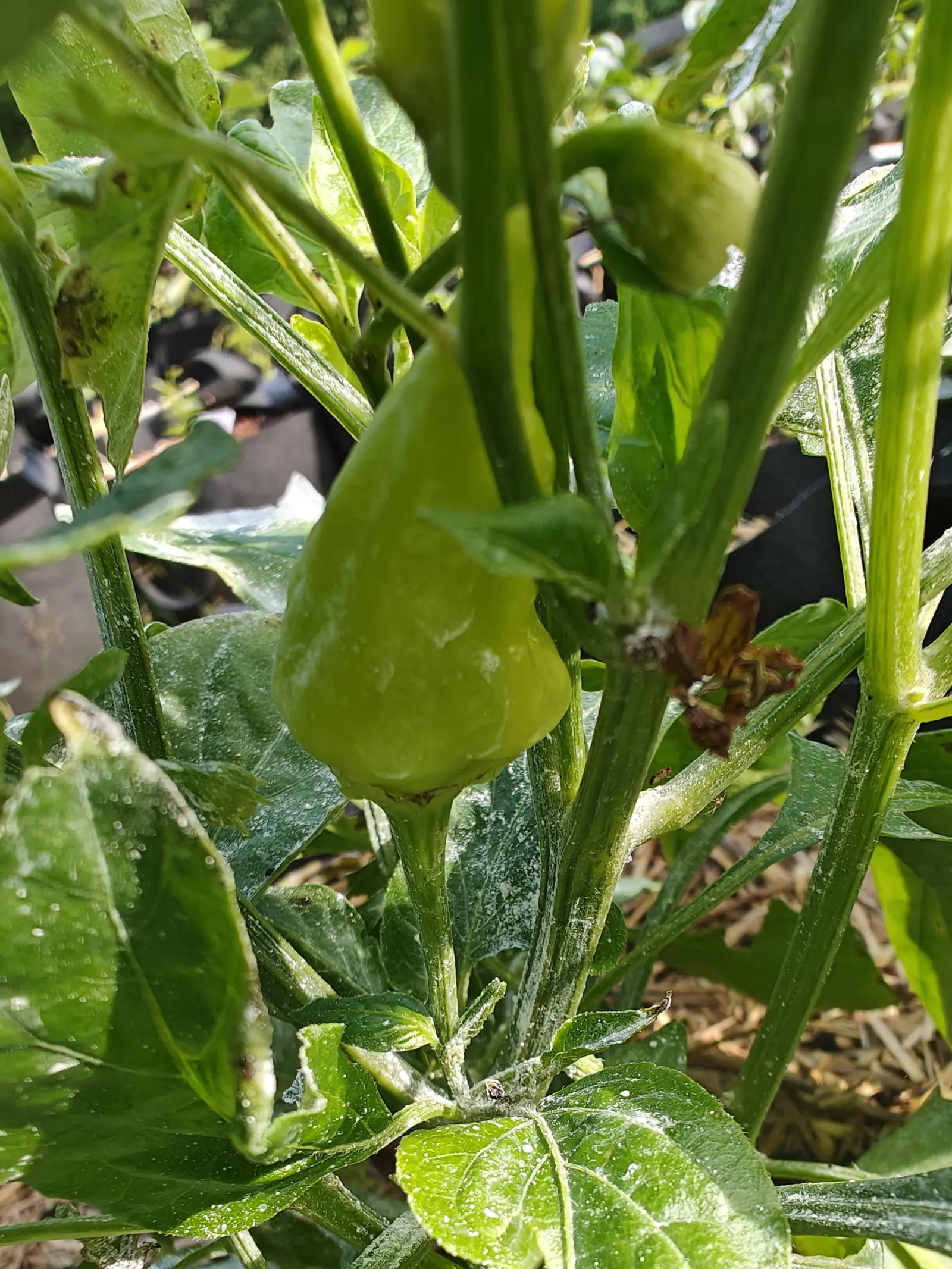 A Sugar Rush Peach pepper on 12 July, a plump pale apple-green teardrop broadest below the middle and hanging waxy and smooth but for a few shallow dimples, with the spent flower dried to a rust-brown rosette at the node above it in side light.