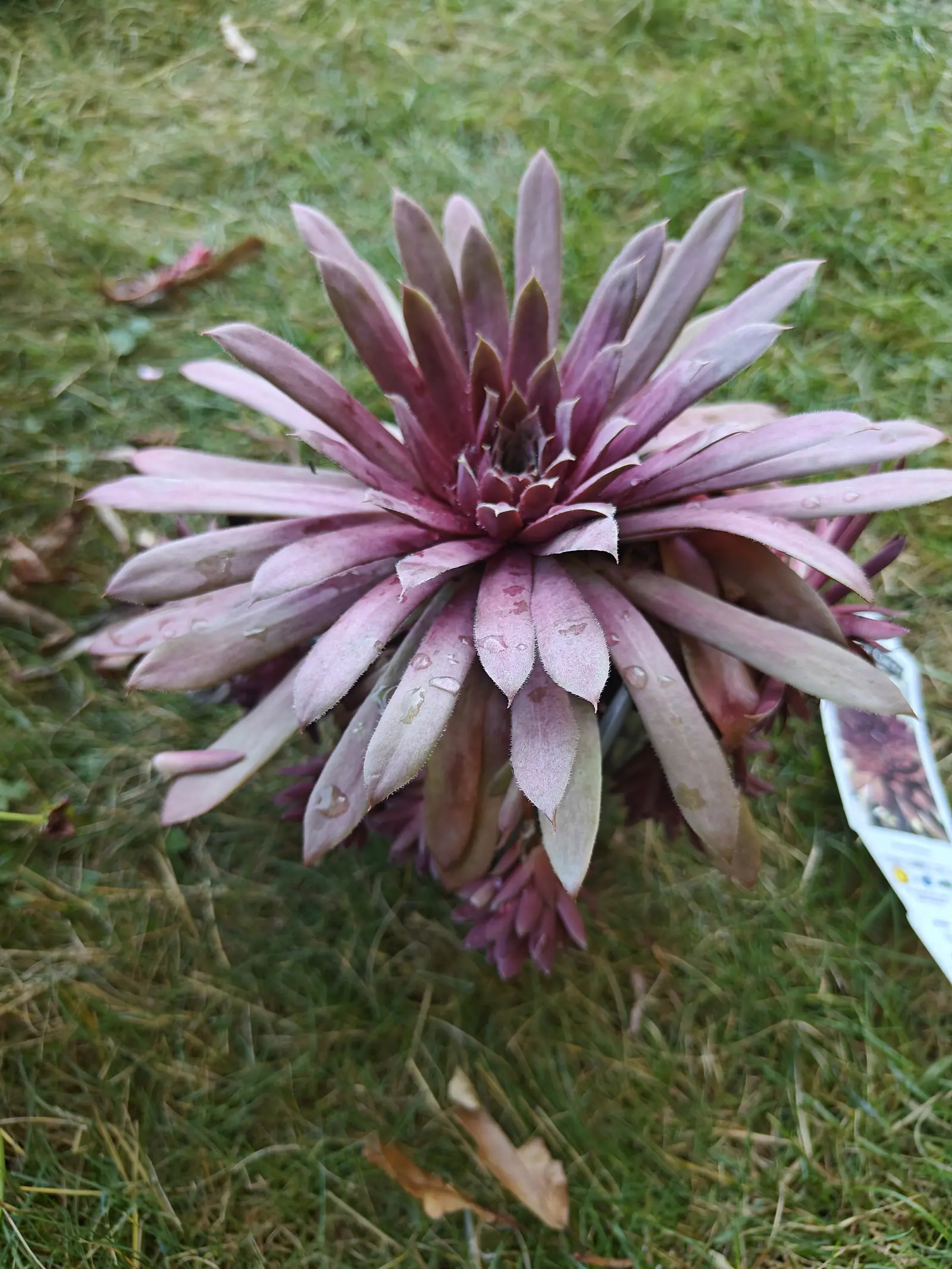 A Royal Ruby sempervivum on 13 July, wine-purple at the knotted center and fading out through rose to buff sage at the reflexed outer tips, every leaf margin fringed with fine white hairs and beaded with rain, its pot hidden entirely beneath it.