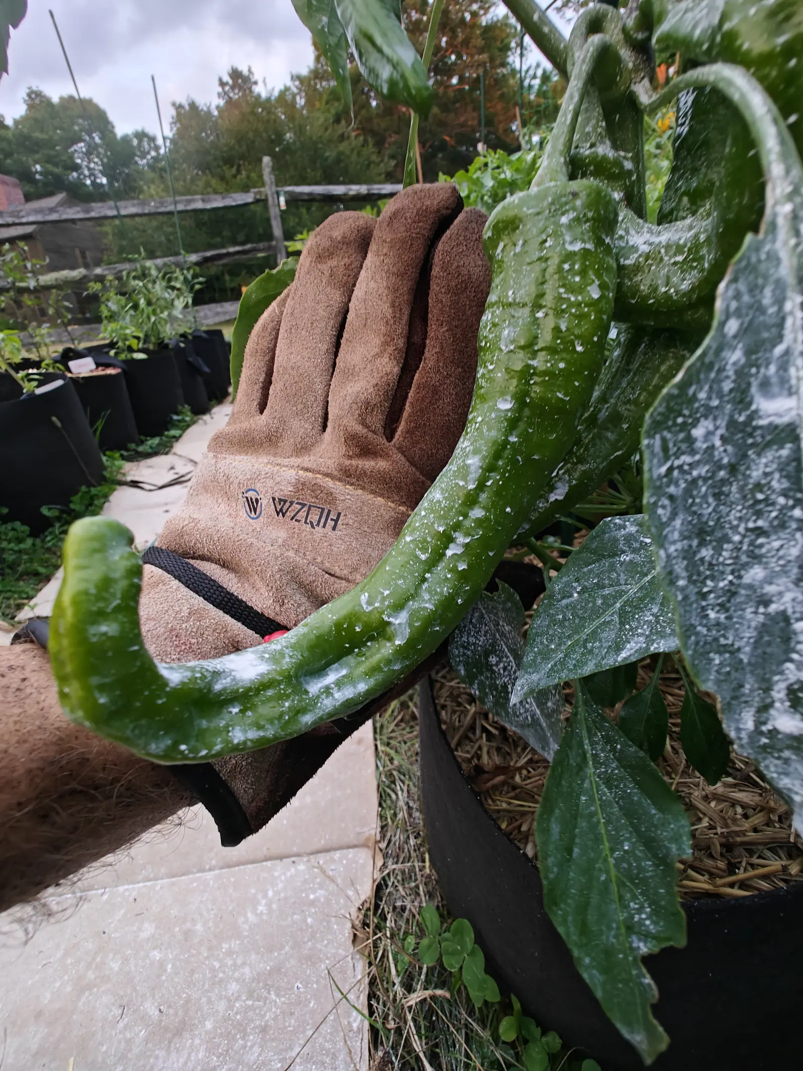 A Ristra Cayenne II chili on 13 July held up against a gloved hand for scale, the longest pod curving down past the wrist to a blunt hooked tip, kaolin-spotted and beaded with water under flat gray overcast, an outbuilding blurred behind.